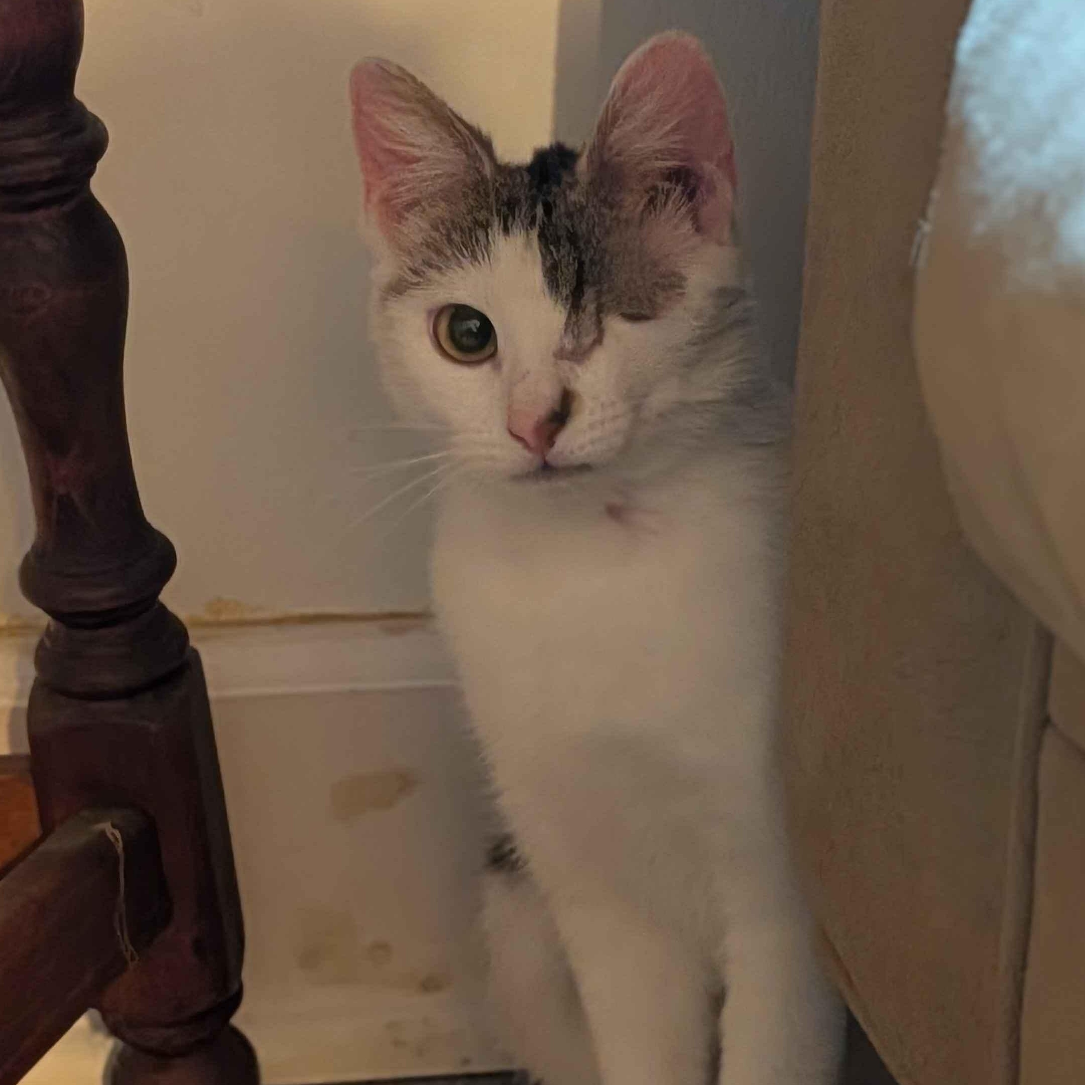 Enlarge Lychee, a ADOPTABLE Domestic Short Hair in Weehawken, NJ image 2/6