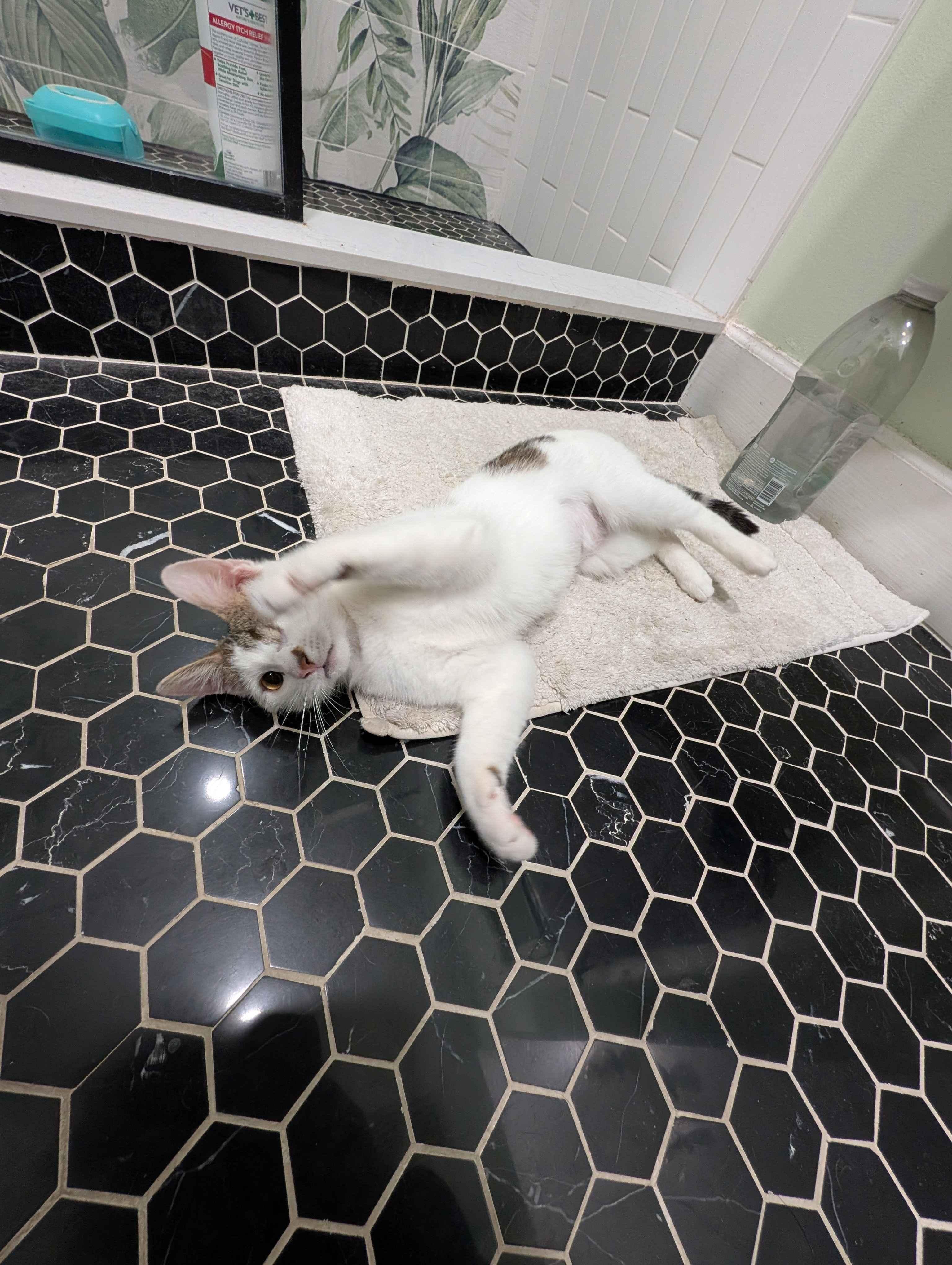 Enlarge Lychee, a ADOPTABLE Domestic Short Hair in Weehawken, NJ image 6/6