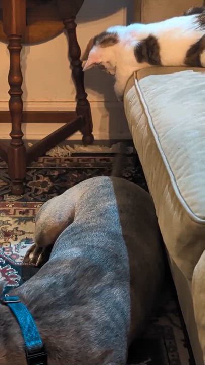 Enlarge Lychee, a ADOPTABLE Domestic Short Hair in Weehawken, NJ video 3/6