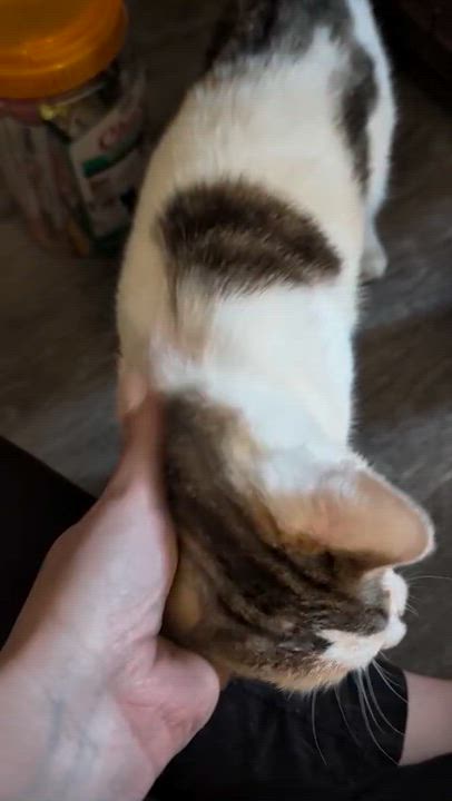 Enlarge Lychee, a ADOPTABLE Domestic Short Hair in Weehawken, NJ video 5/6