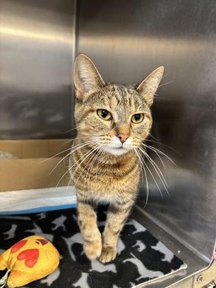 Enlarge Luca, a ADOPTABLE Domestic Short Hair in Lafayette, IN image 1/1
