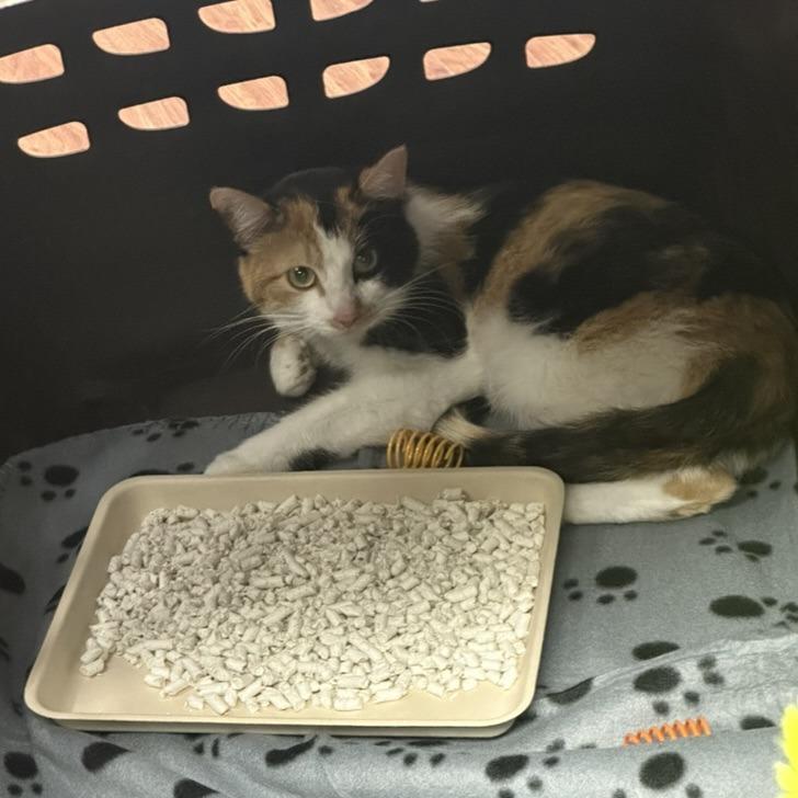 Scarlett 22656, Adoptable, Adult Female Domestic Short Hair.