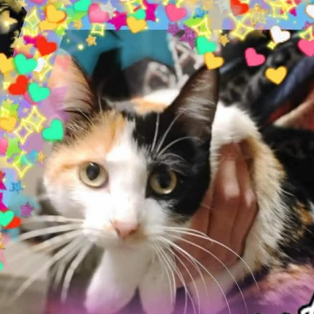 Scarlett 22656, a Adoptable Domestic Short Hair in Minneapolis, MN image 2/2