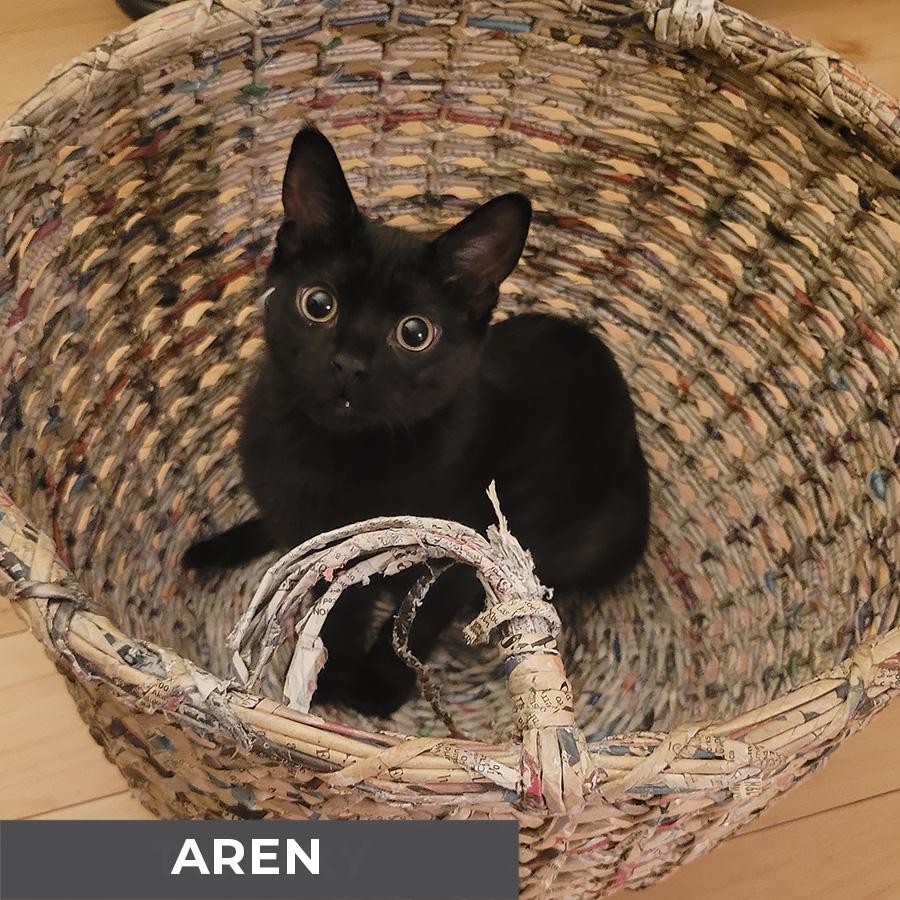 Enlarge Aren, a Adoptable Domestic Short Hair in Etobicoke, ON image 2/3