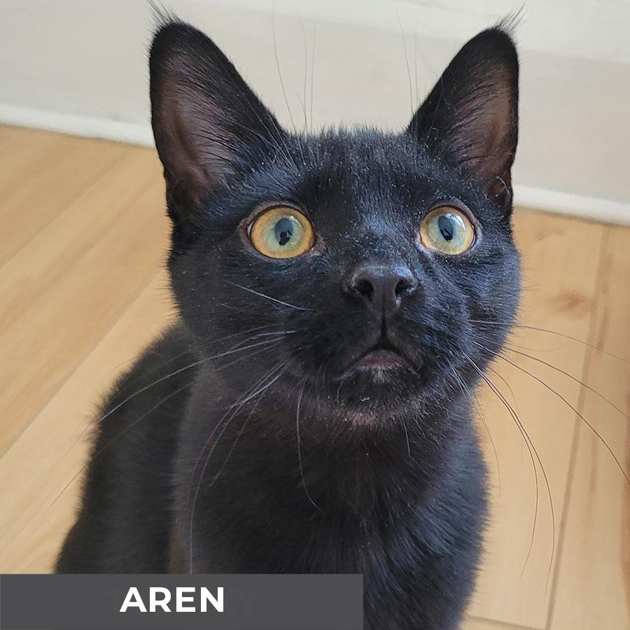 Enlarge Aren, a Adoptable Domestic Short Hair in Etobicoke, ON image 1/3
