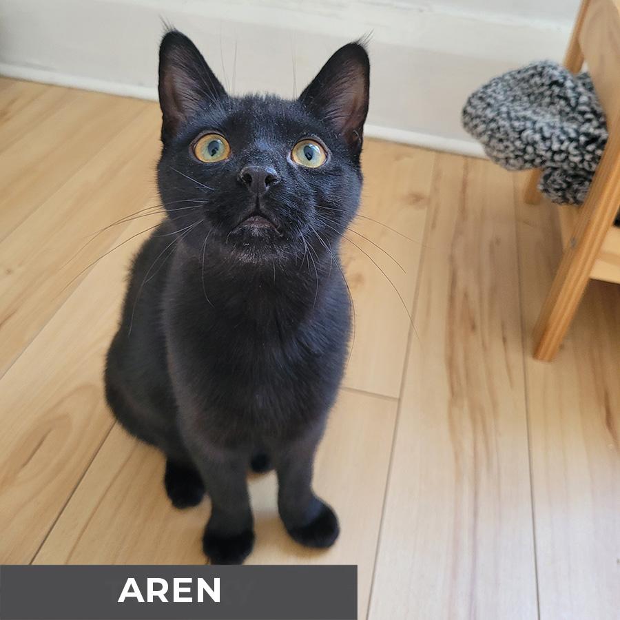 Enlarge Aren, a Adoptable Domestic Short Hair in Etobicoke, ON image 3/3
