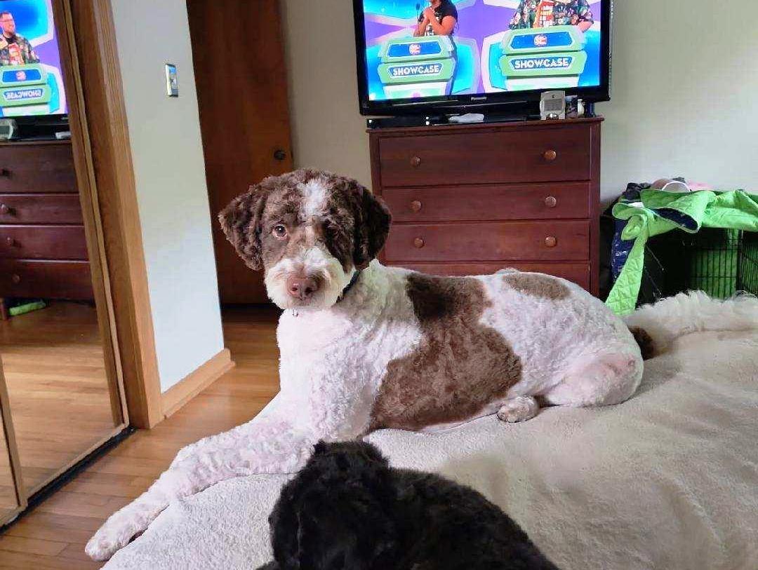 Winston the Doodle, Adopted, Adult Male Poodle & Golden Retriever.