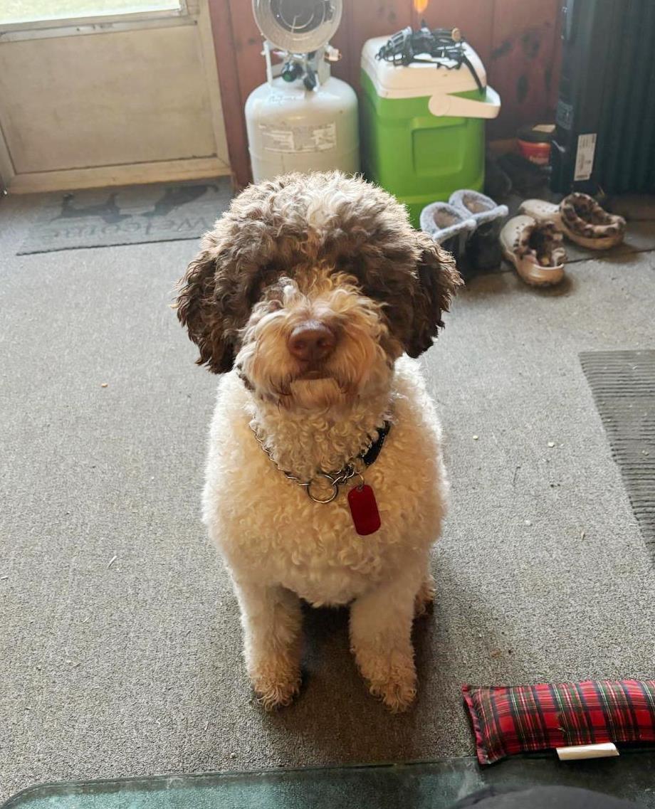 Enlarge Winston the Doodle, a Adopted mixed breed in Rootstown, OH image 2/3