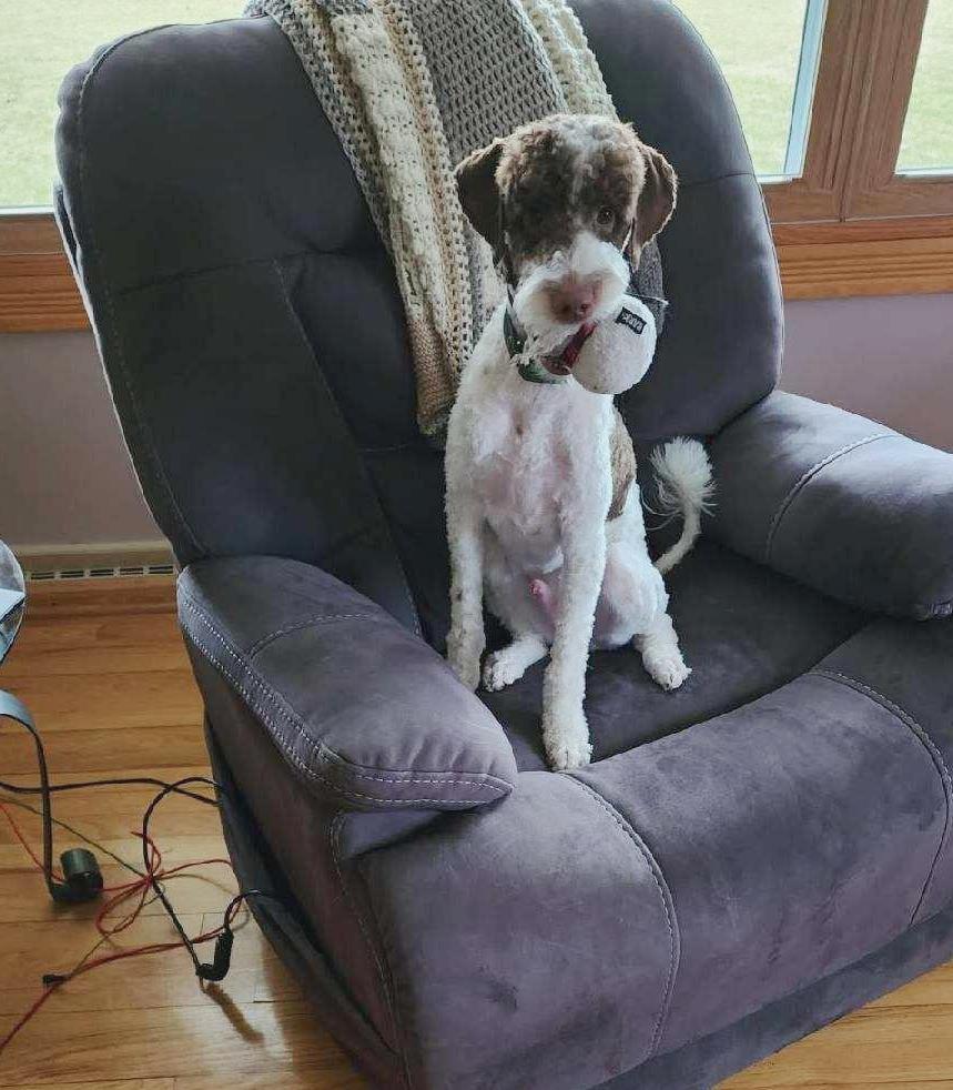 Enlarge Winston the Doodle, a Adopted mixed breed in Rootstown, OH image 3/3