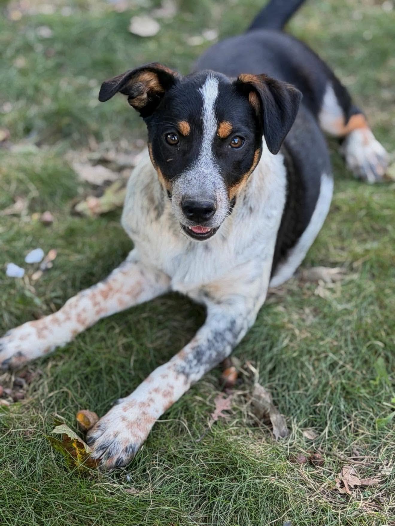 Enlarge Tessa, a Adoptable Mixed Breed in Argyle, NY image 1/6