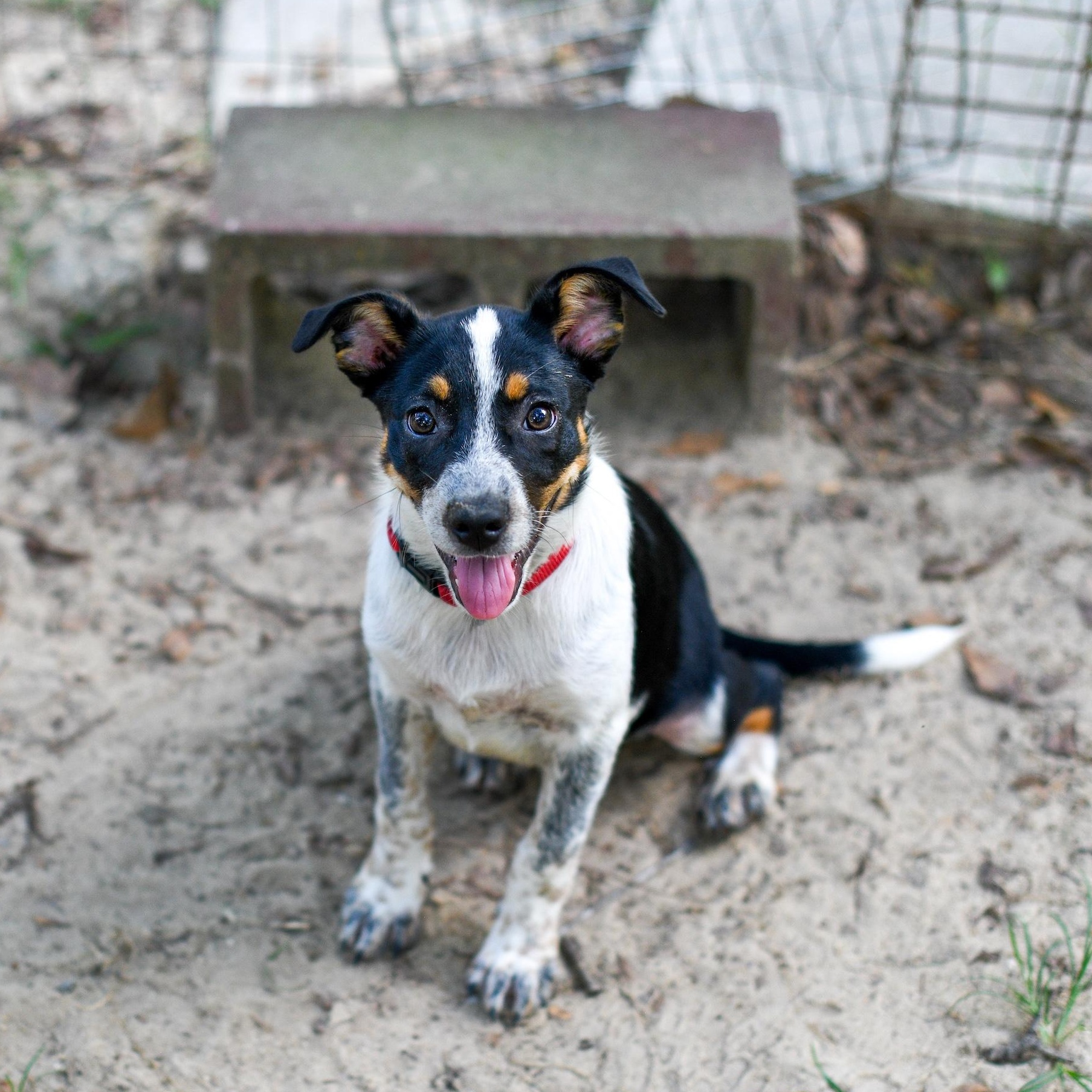 Enlarge Tessa, a Adoptable Mixed Breed in Argyle, NY image 2/6