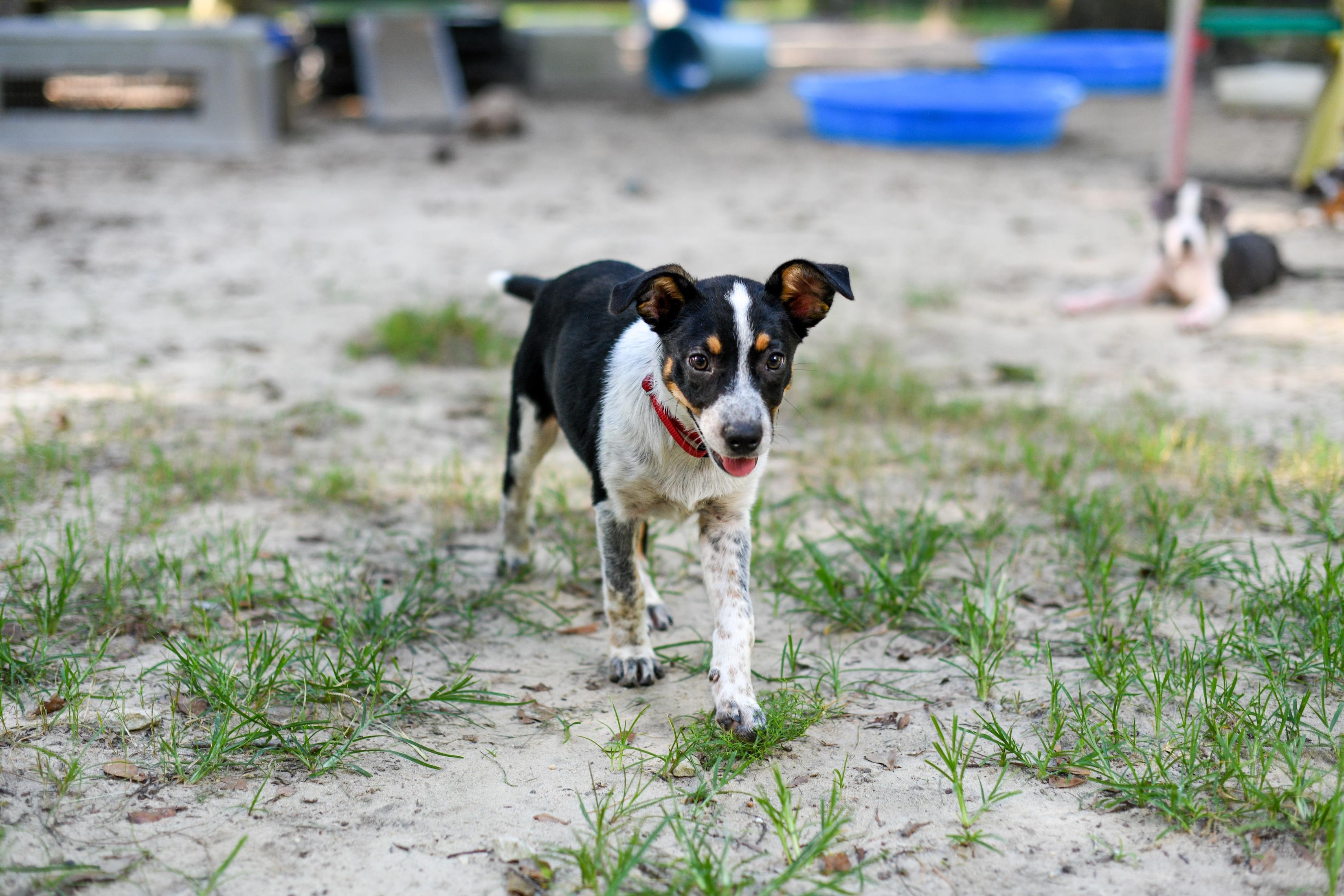 Enlarge Tessa, a Adoptable Mixed Breed in Argyle, NY image 3/6
