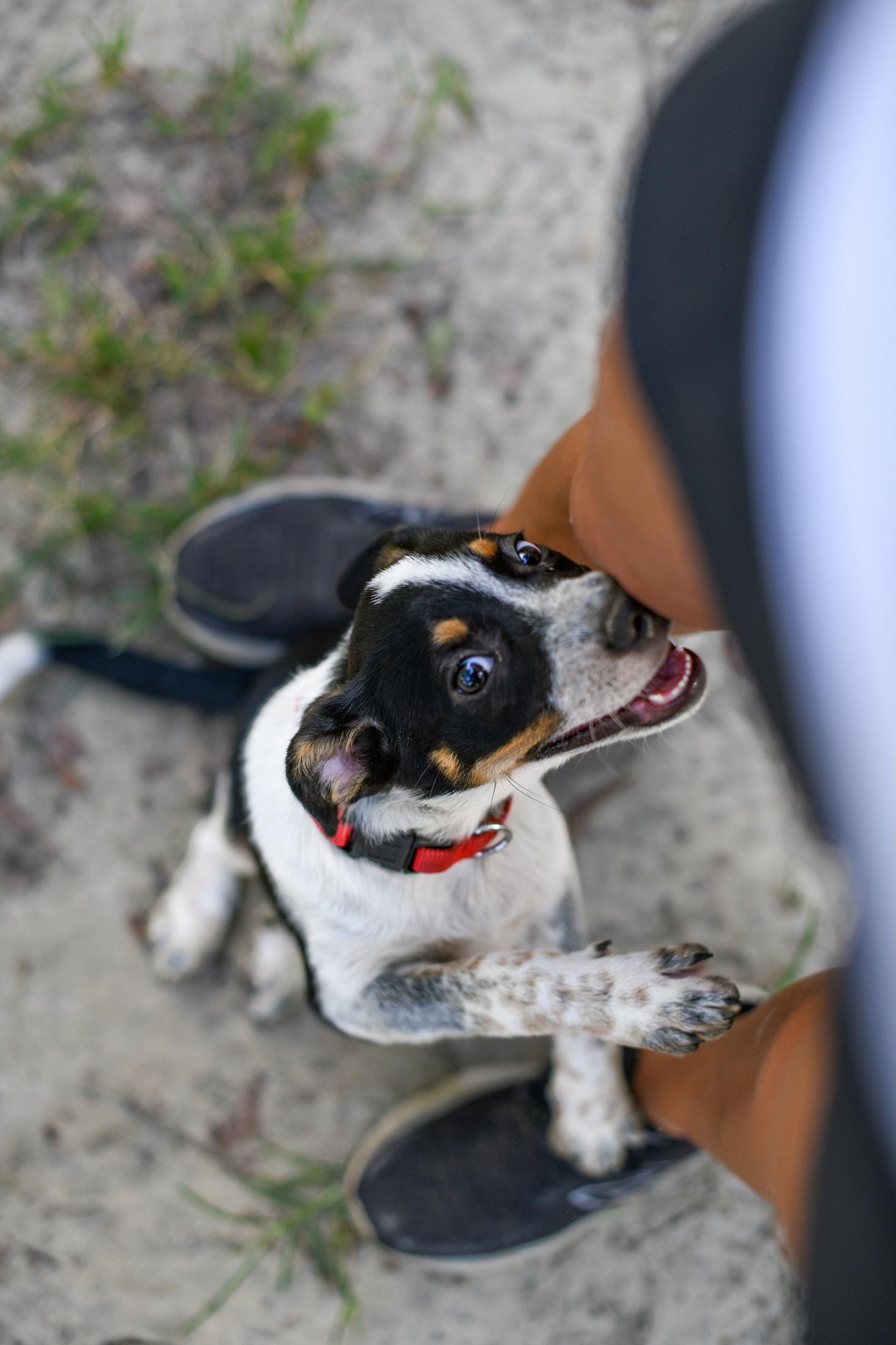 Enlarge Tessa, a Adoptable Mixed Breed in Argyle, NY image 5/6