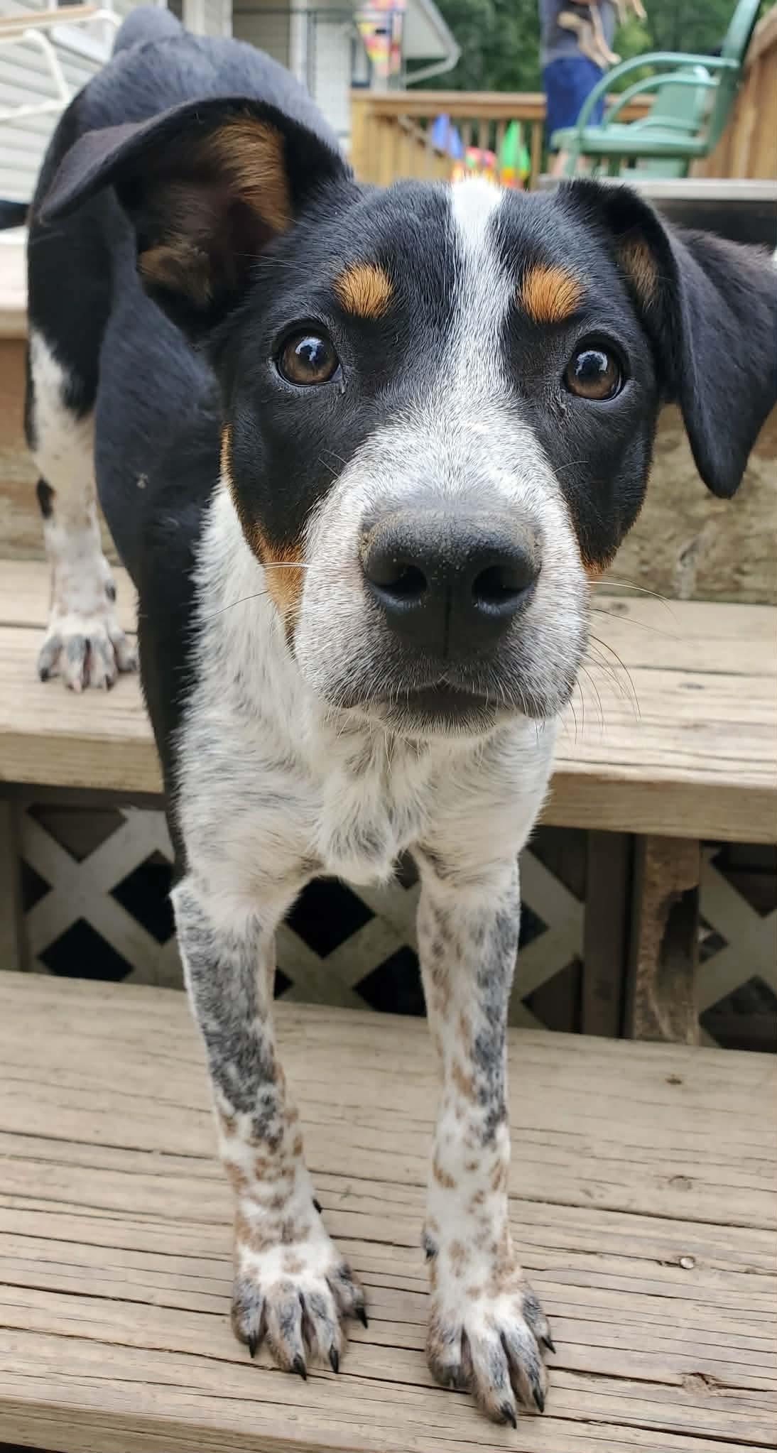 Enlarge Tessa, a Adoptable Mixed Breed in Argyle, NY image 6/6