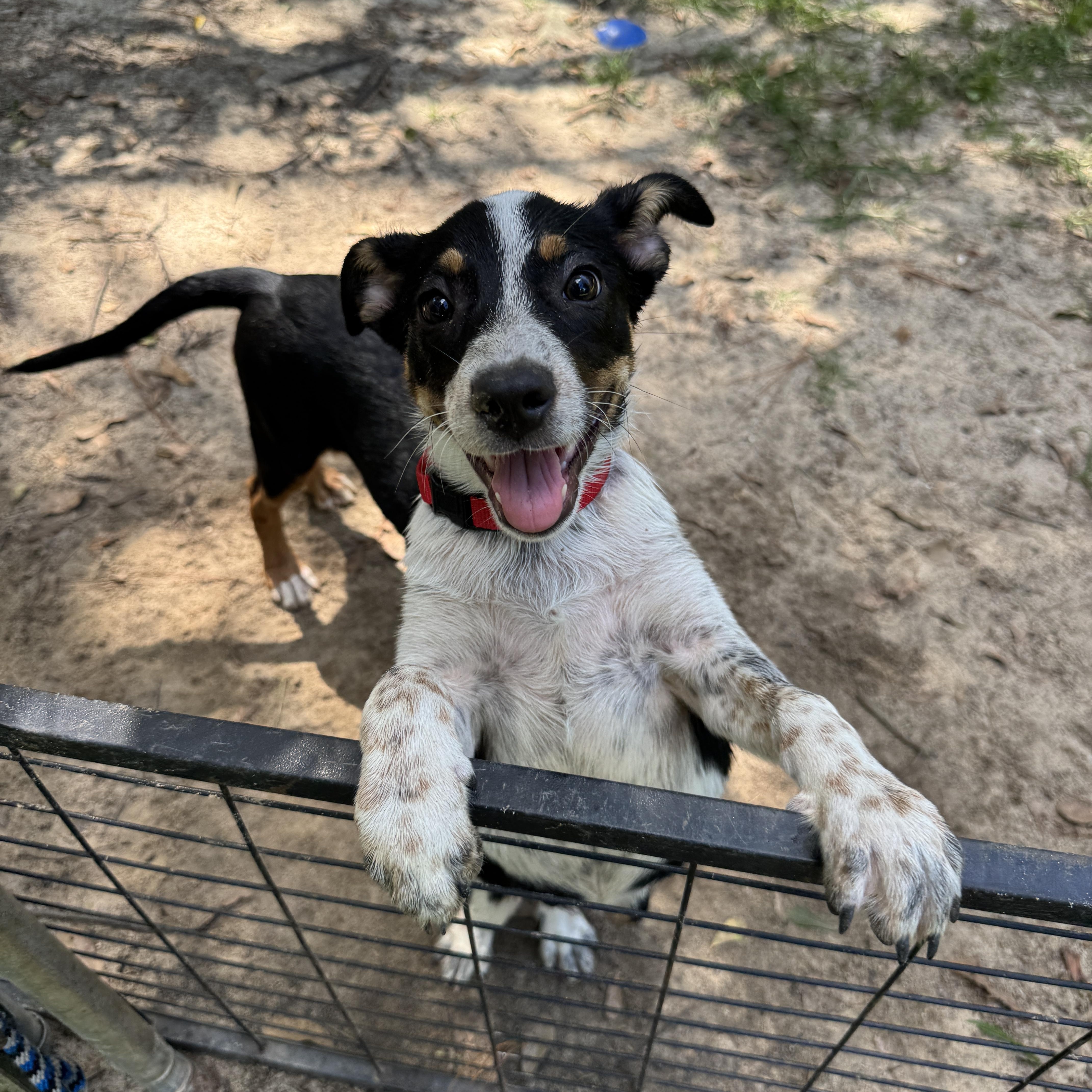 Enlarge Tessa, a Adoptable Mixed Breed in Argyle, NY image 4/6