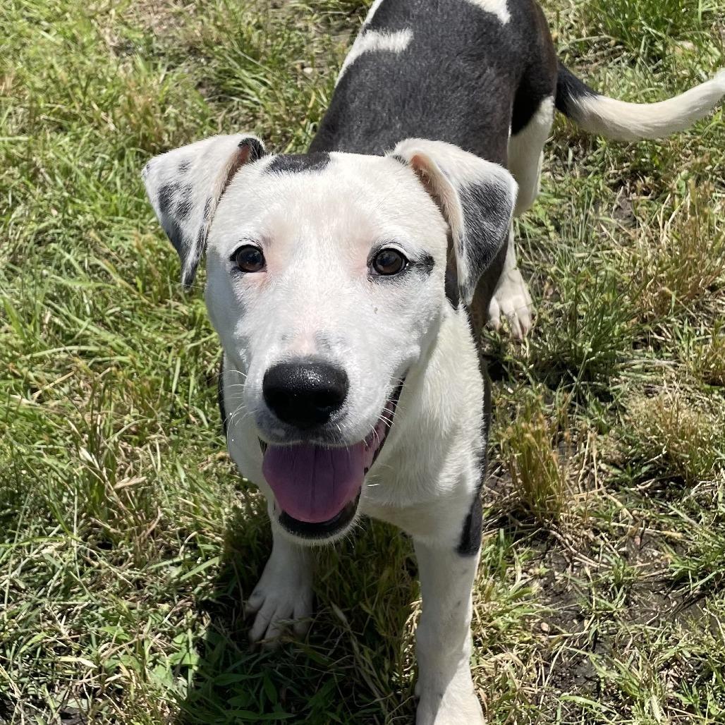Checkers, Adoptable, Puppy Male Border Collie & American Staffordshire Terrier.