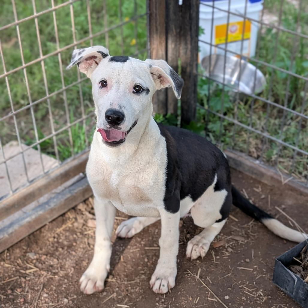 Enlarge Checkers, a Adoptable mixed breed in Buchanan Dam, TX image 2/2