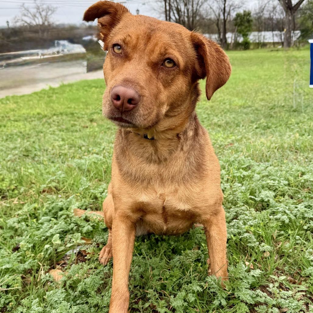 Luna, Adoptable, Adult Female Labrador Retriever & Mixed Breed.