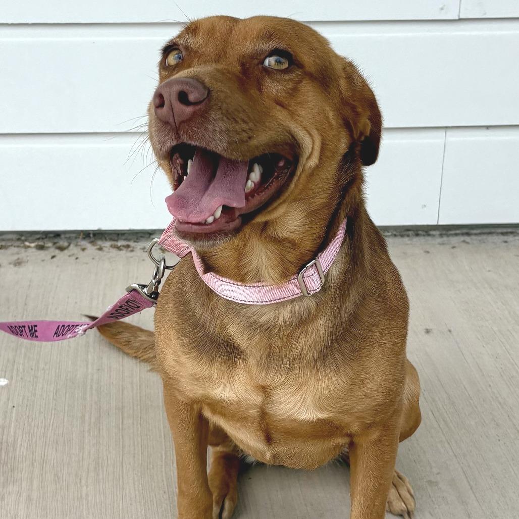 Enlarge Luna, a Adoptable mixed breed in Buchanan Dam, TX image 1/3