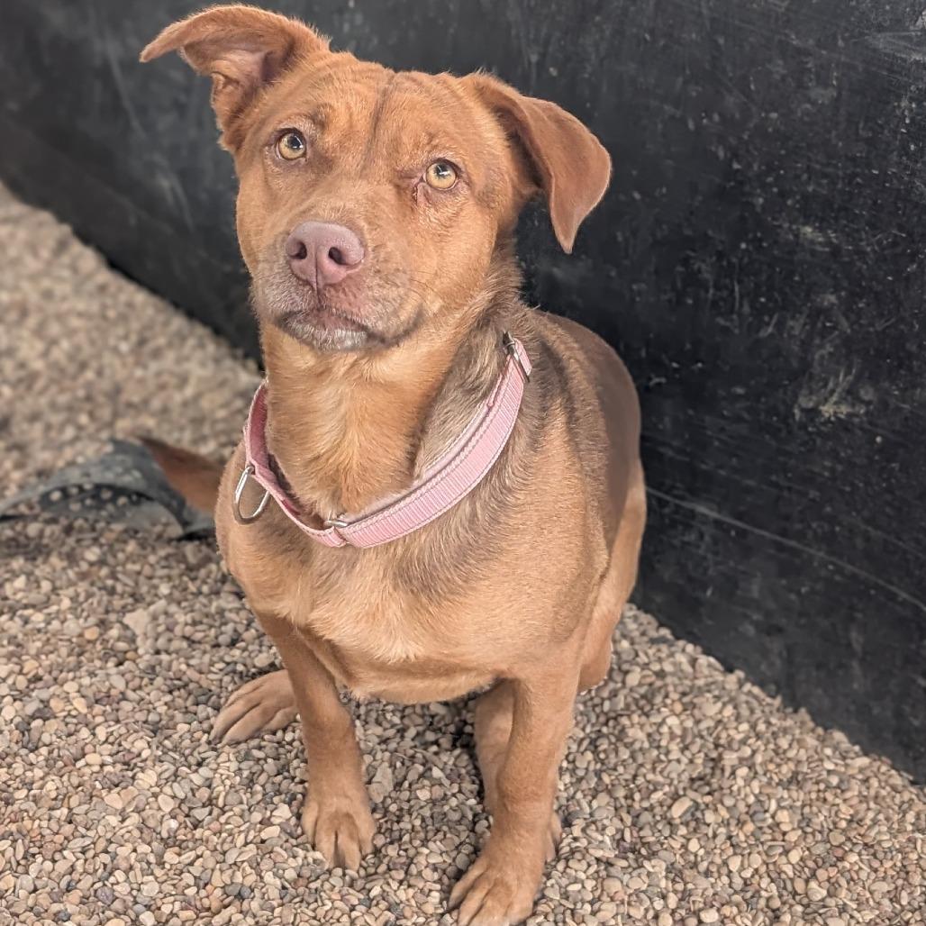 Enlarge Luna, a Adoptable mixed breed in Buchanan Dam, TX image 3/3