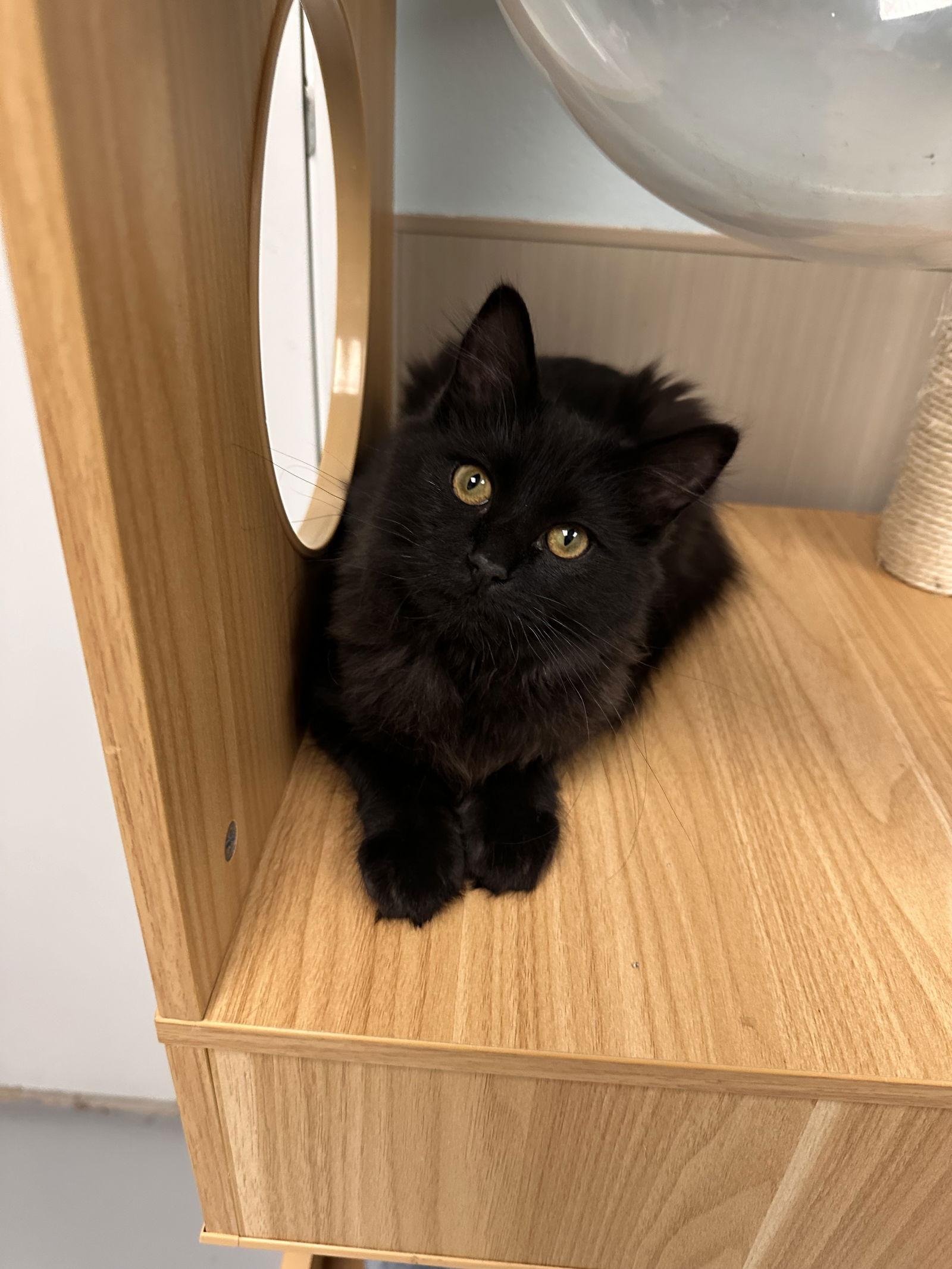 Enlarge Buttercup, a Adopted Domestic Long Hair in West Hills, CA image 1/2