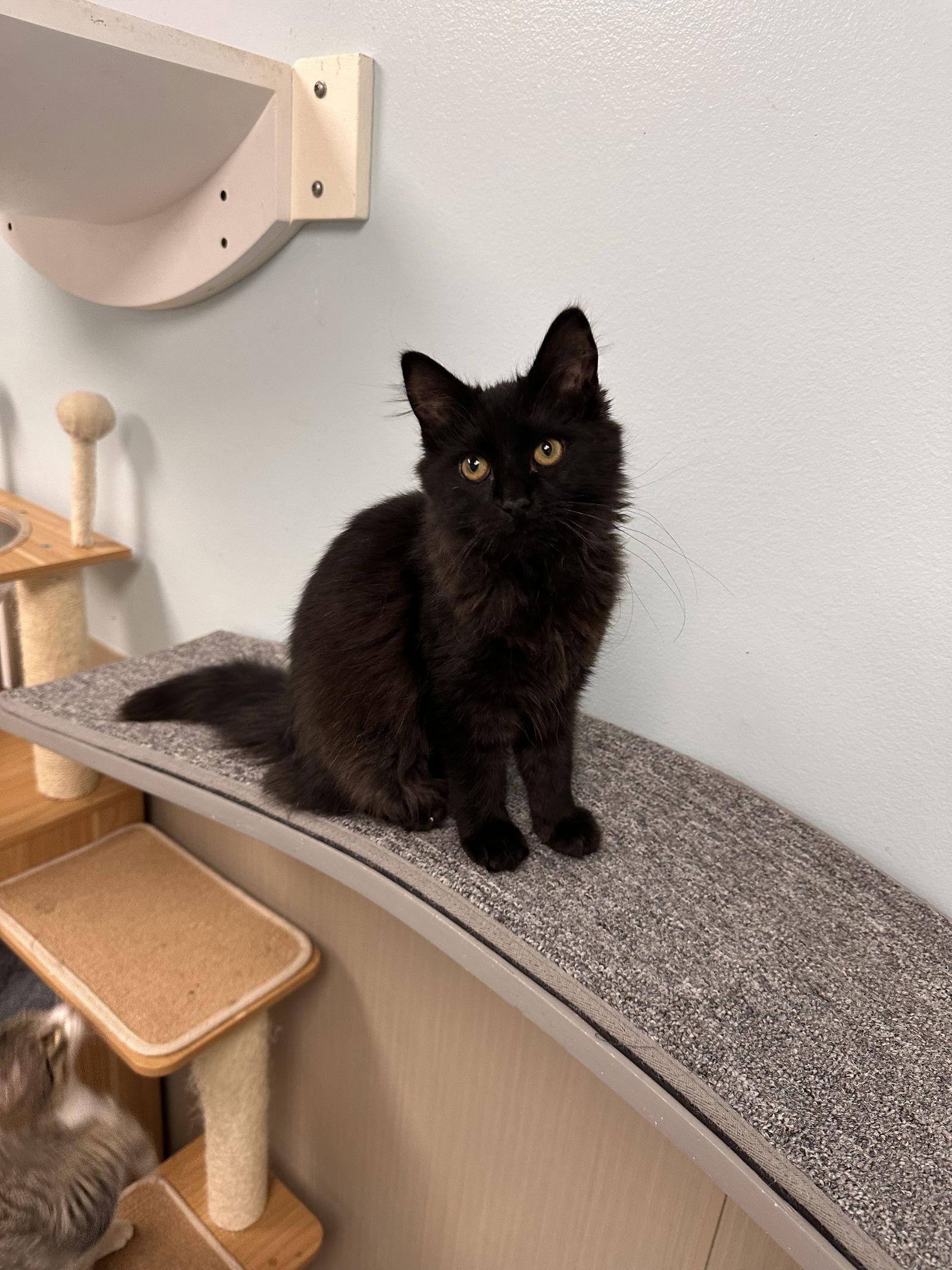 Enlarge Buttercup, a Adopted Domestic Long Hair in West Hills, CA image 2/2