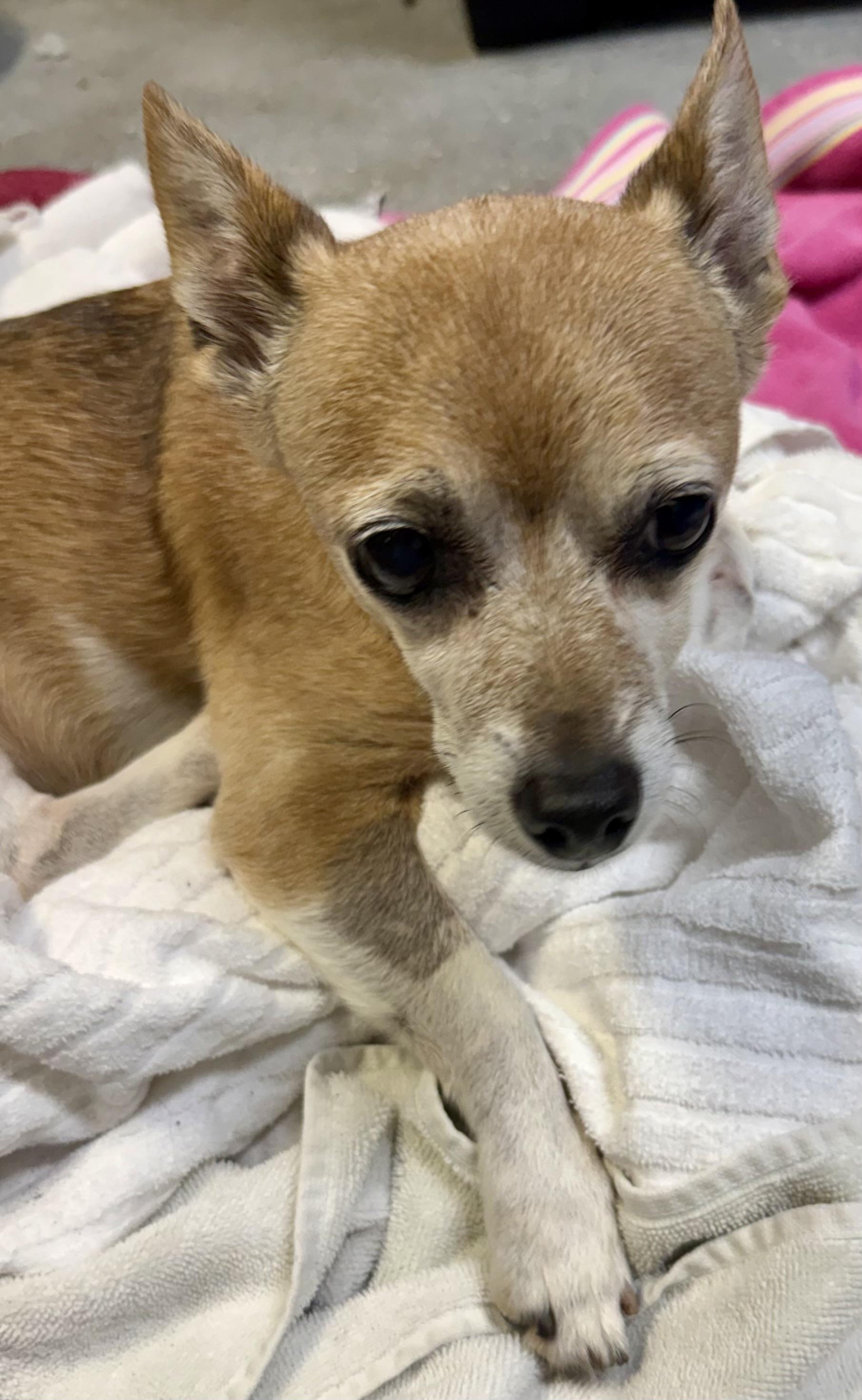 Enlarge Noah Adorable Chi, a Adoptable Chihuahua in Boca Raton, FL image 1/6