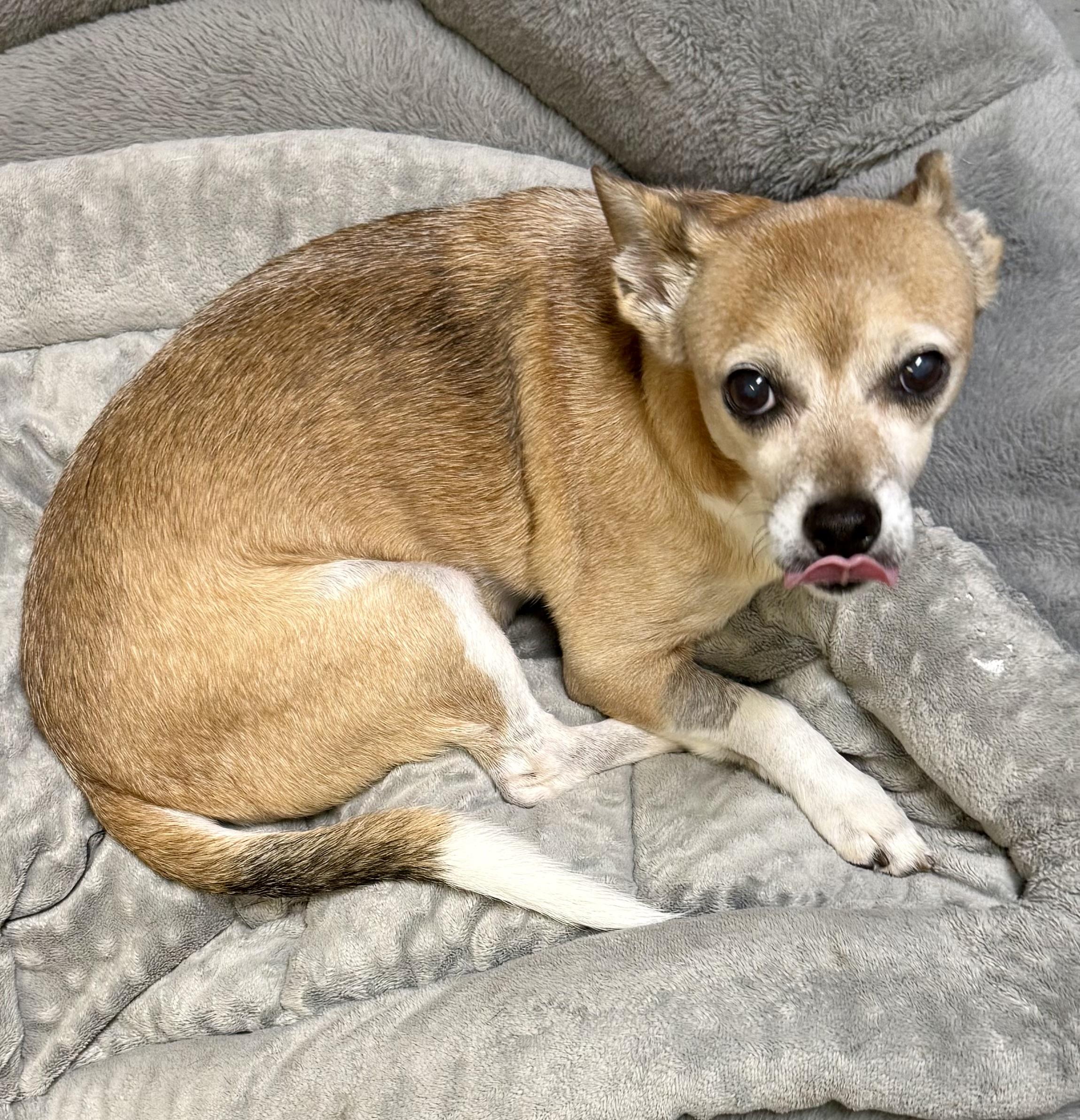 Enlarge Noah Adorable Chi, a Adoptable Chihuahua in Boca Raton, FL image 6/6
