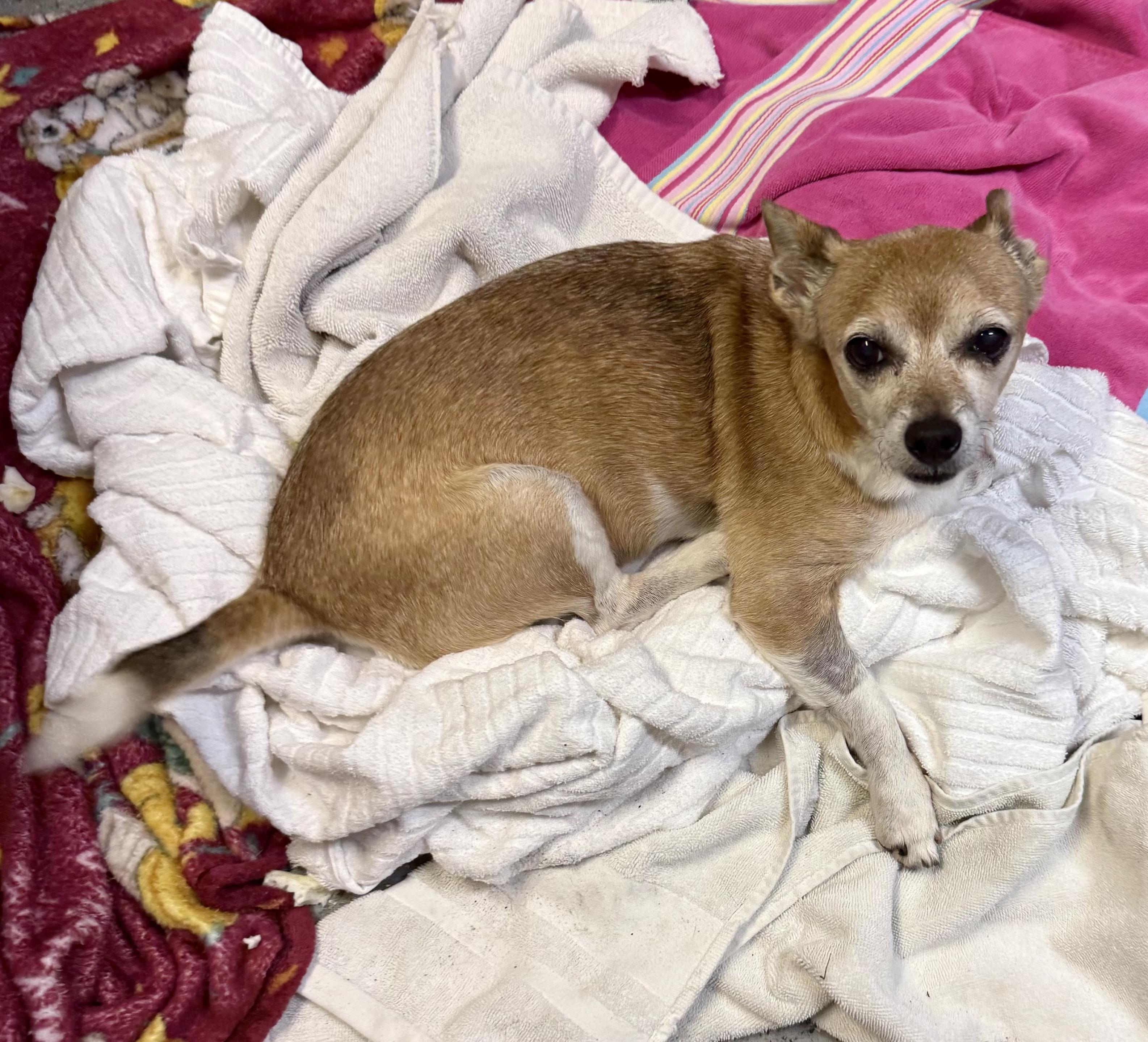 Enlarge Noah Adorable Chi, a Adoptable Chihuahua in Boca Raton, FL image 3/6