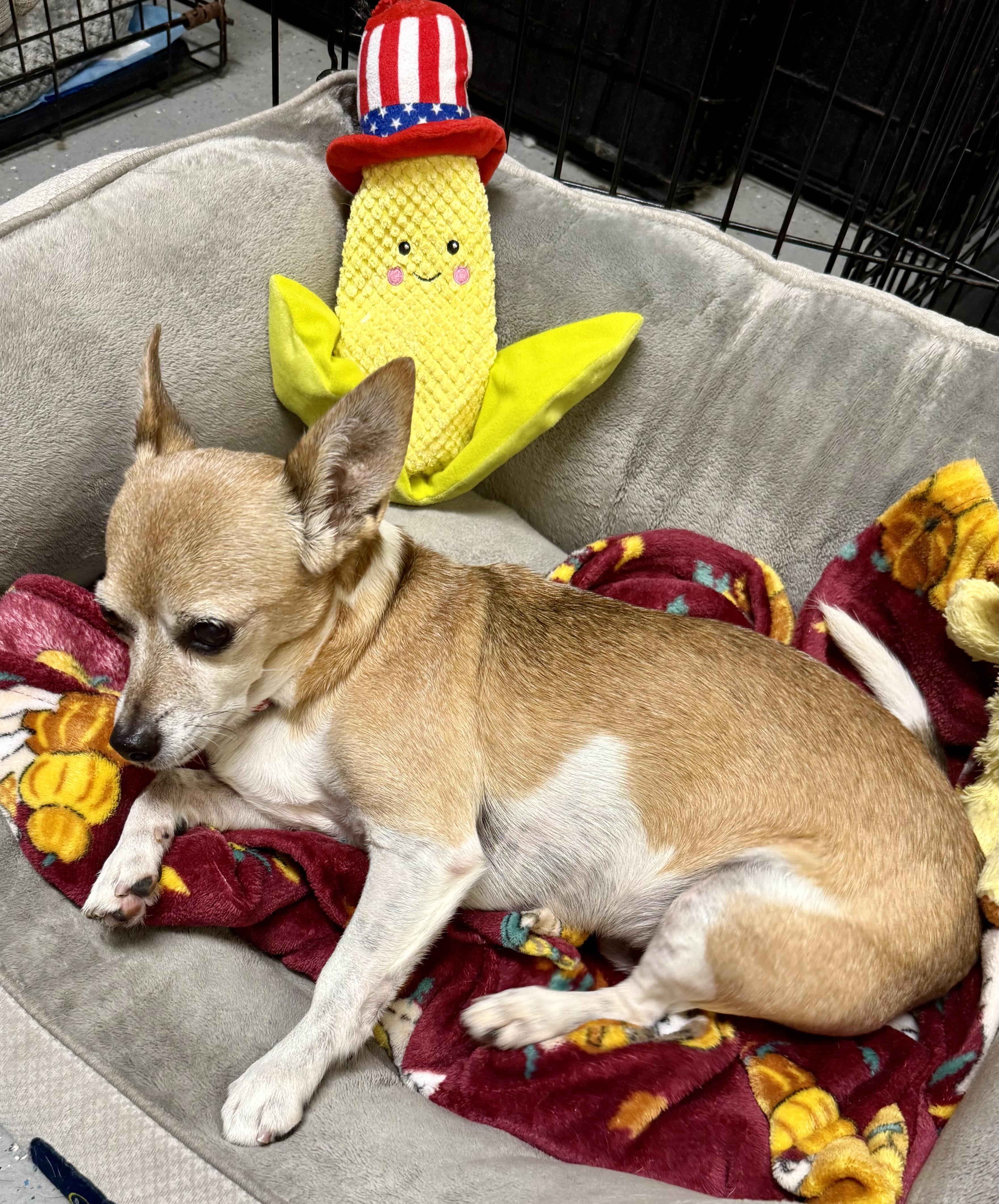 Enlarge Noah Adorable Chi, a Adoptable Chihuahua in Boca Raton, FL image 4/6