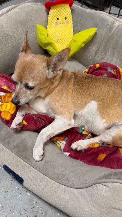 Enlarge Noah Adorable Chi, a Adoptable Chihuahua in Boca Raton, FL video 5/6