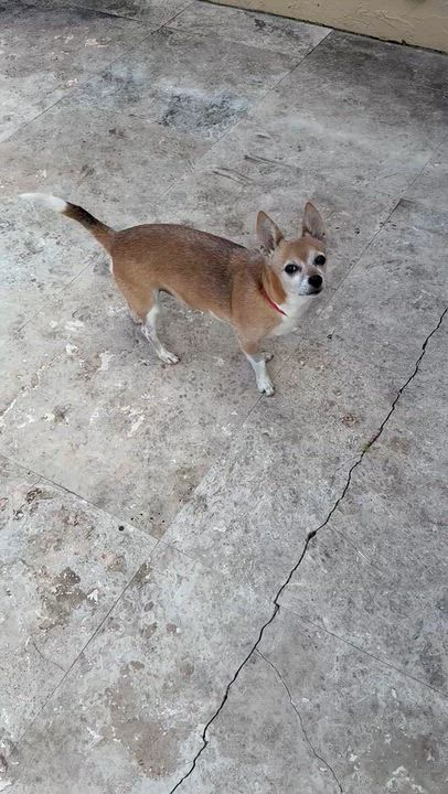 Enlarge Noah Adorable Chi, a Adoptable Chihuahua in Boca Raton, FL video 2/6