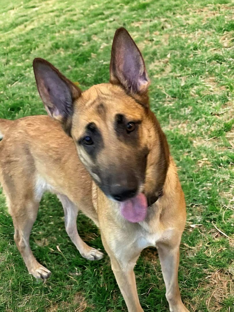Snickers, Adopted, Adult Female Belgian Shepherd / Malinois.