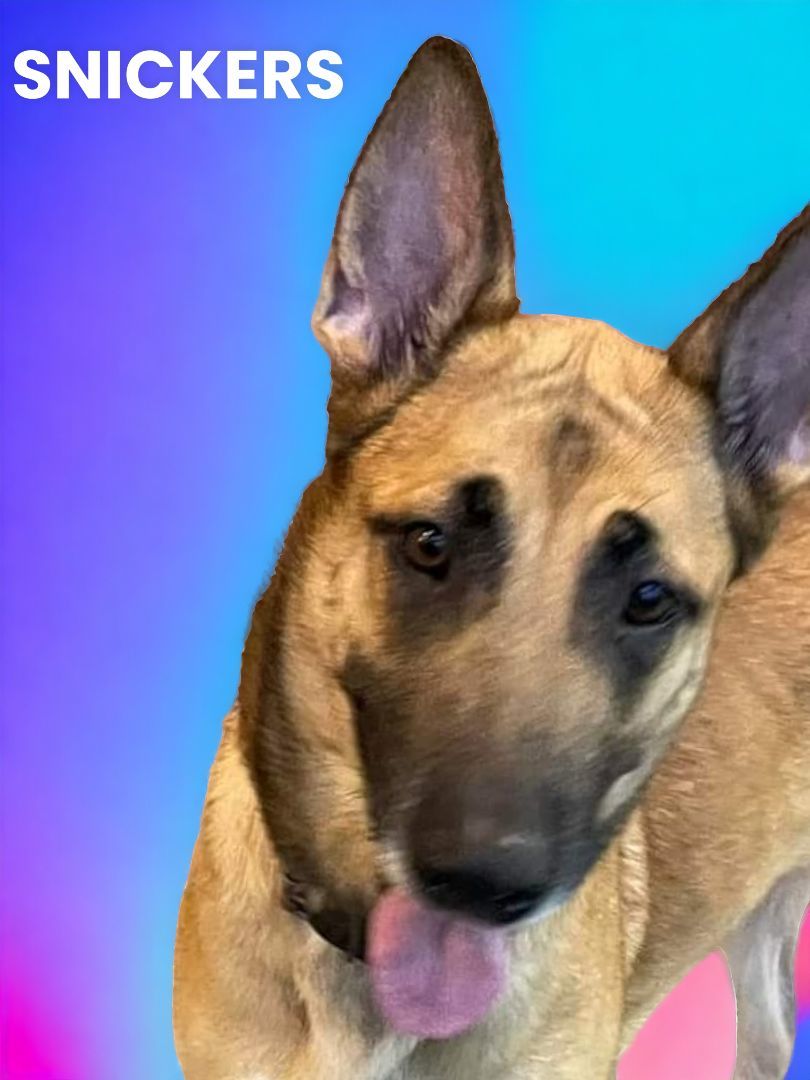 Enlarge Snickers, a Adopted mixed breed in Ravenna, KY image 2/6
