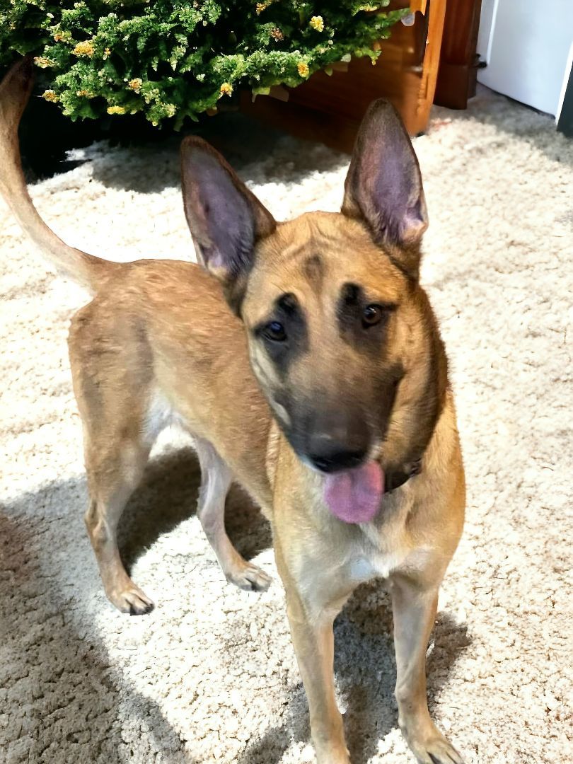 Enlarge Snickers, a Adopted mixed breed in Ravenna, KY image 3/6