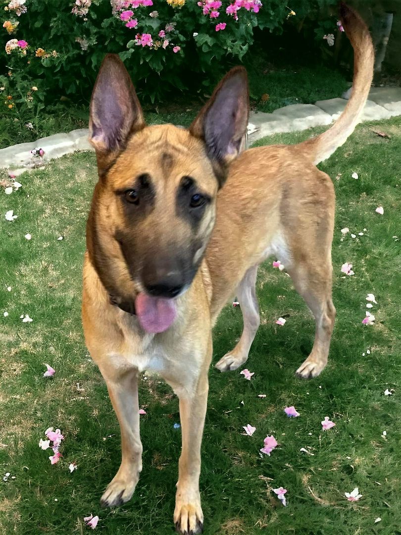 Enlarge Snickers, a Adopted mixed breed in Ravenna, KY image 4/6