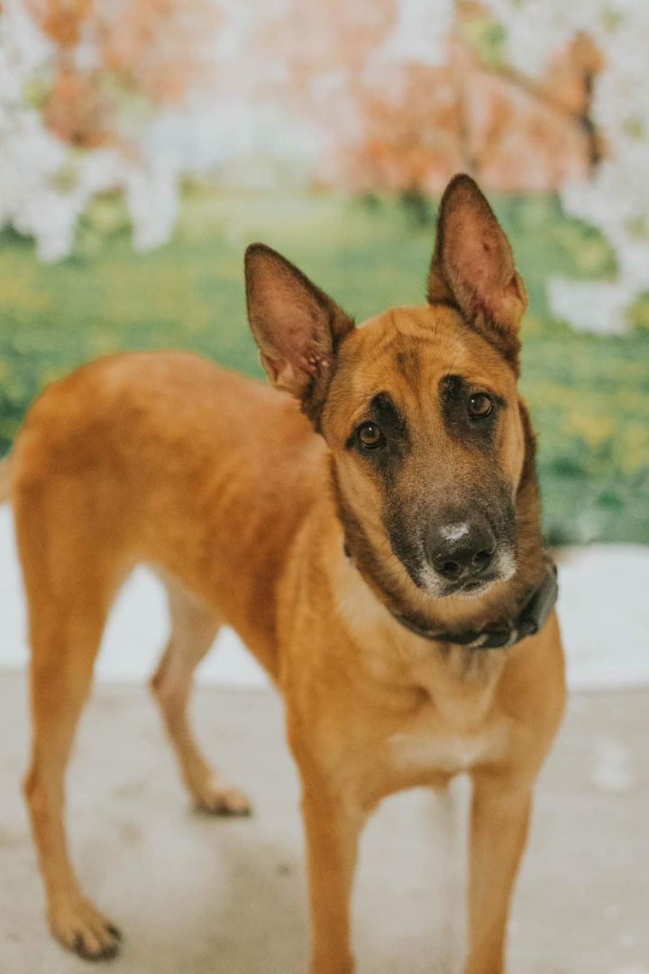 Enlarge Snickers, a Adopted mixed breed in Ravenna, KY image 5/6