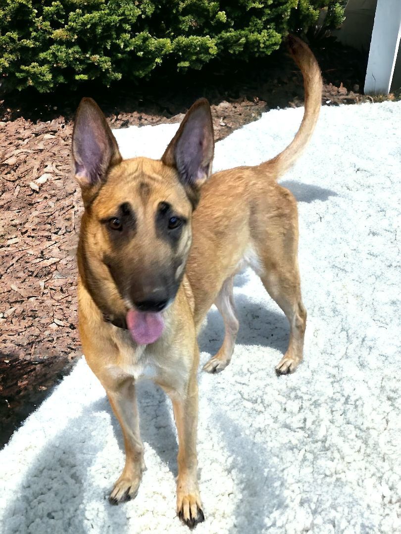 Enlarge Snickers, a Adopted mixed breed in Ravenna, KY image 6/6