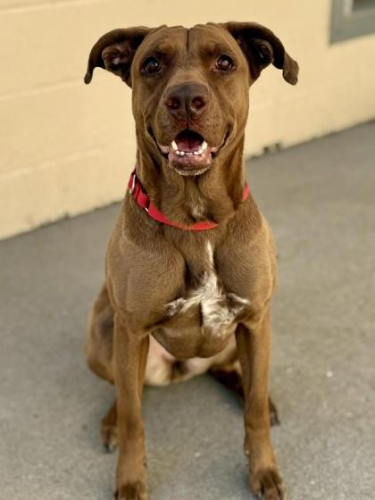 Reindeer (Reinee) — thumbnail 2