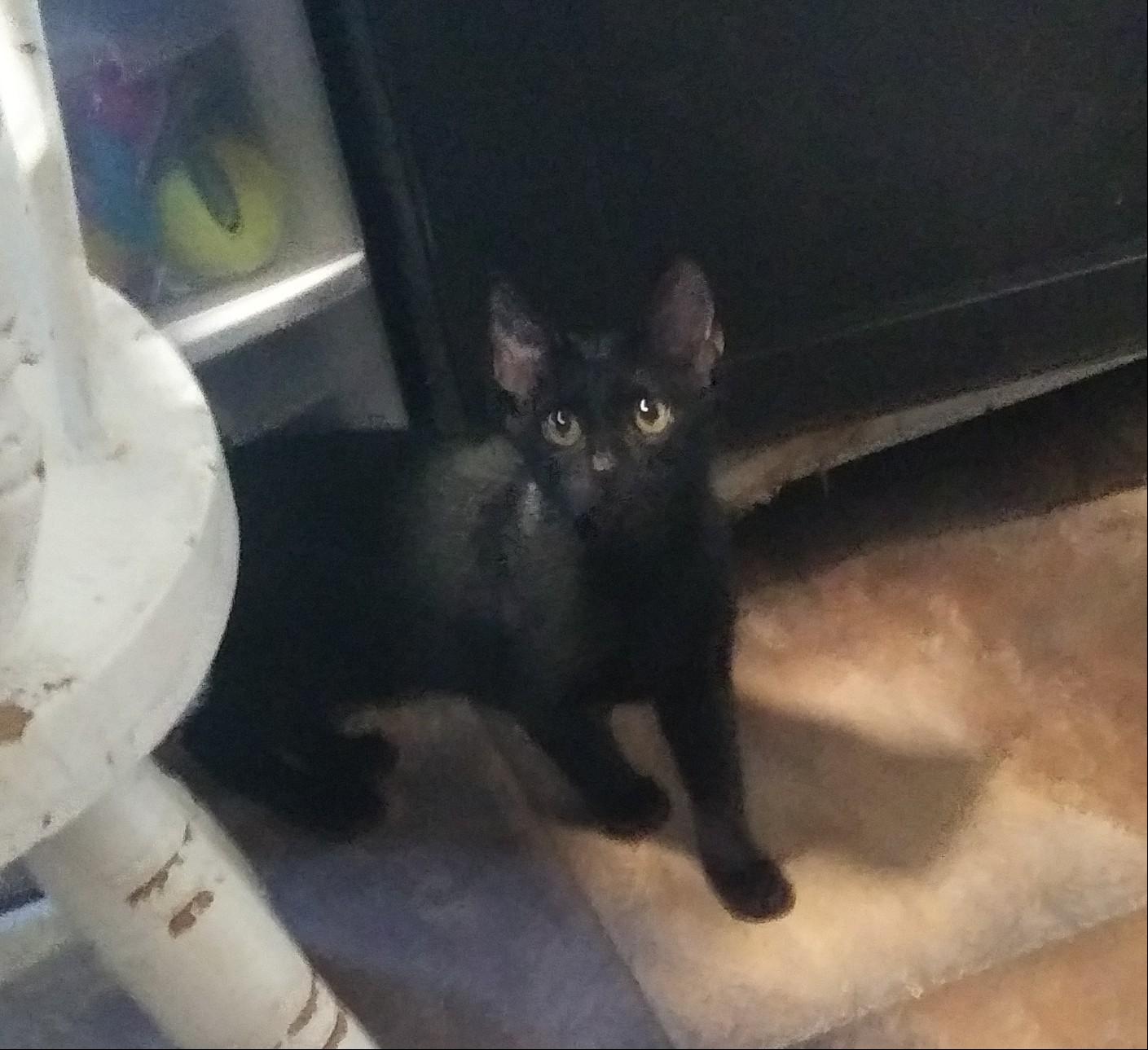 Enlarge Tinker, a Adopted Domestic Short Hair in Port Wentworth, GA image 1/1