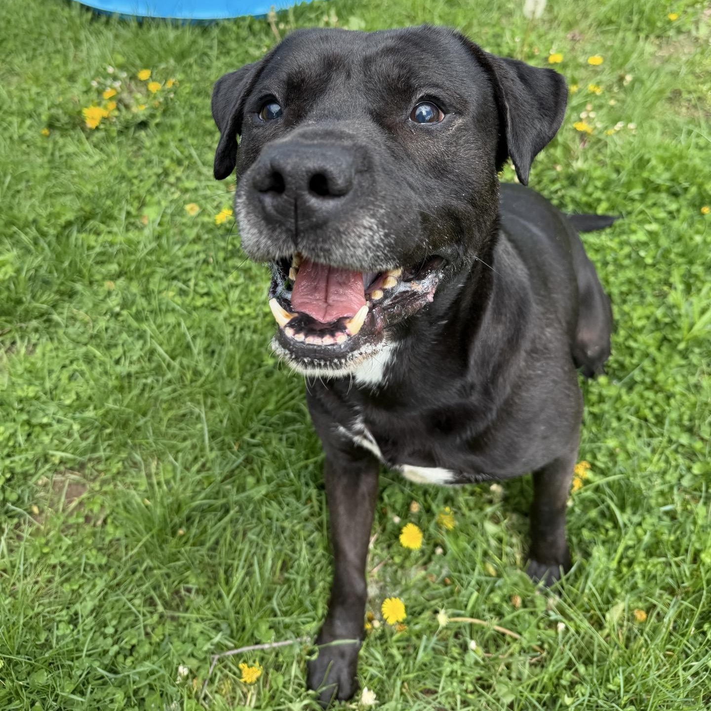 Diesel, Adoptable, Adult Male Black Labrador Retriever.