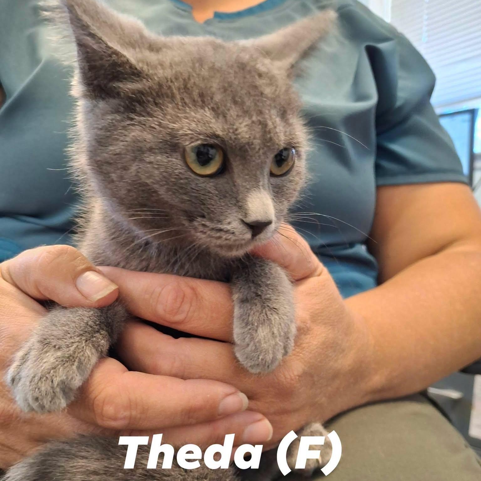 "Doug" Girl Kittens, a ADOPTABLE mixed breed in Weaverville, CA image 2/2