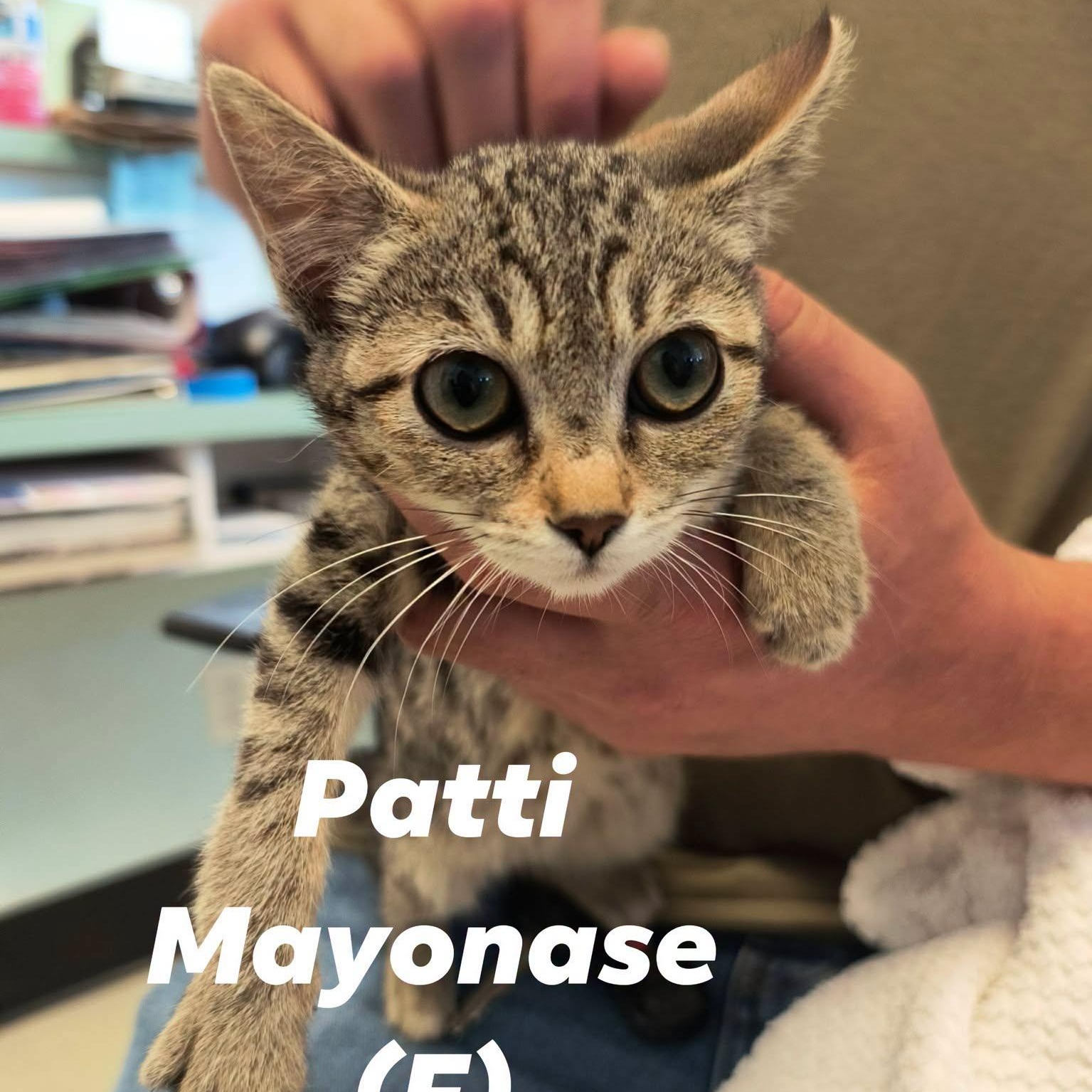 "Doug" Girl Kittens, ADOPTABLE, Young Female Domestic Medium Hair.