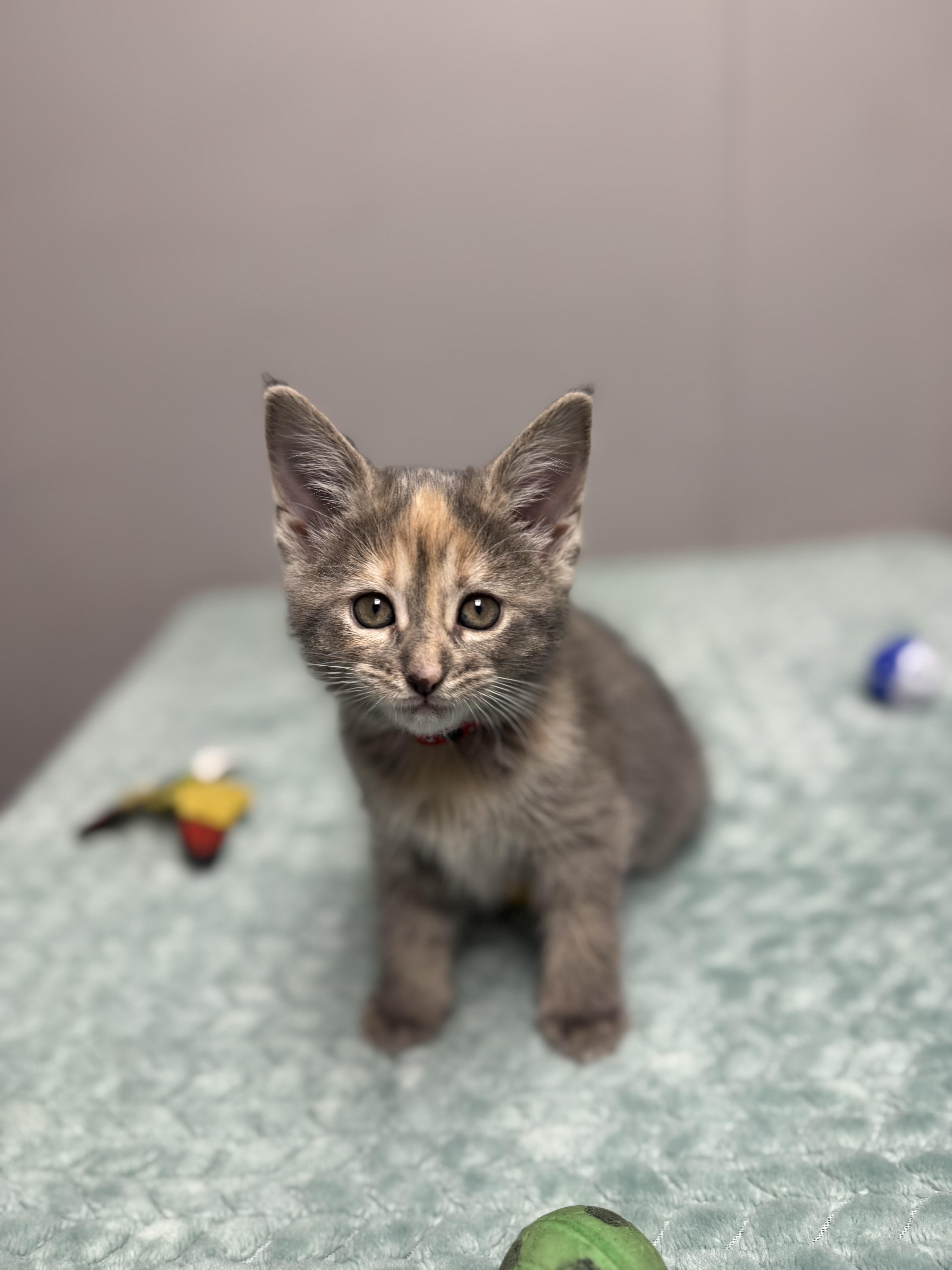 Mouse, a ADOPTABLE Domestic Short Hair in Walker, MI image 5/5
