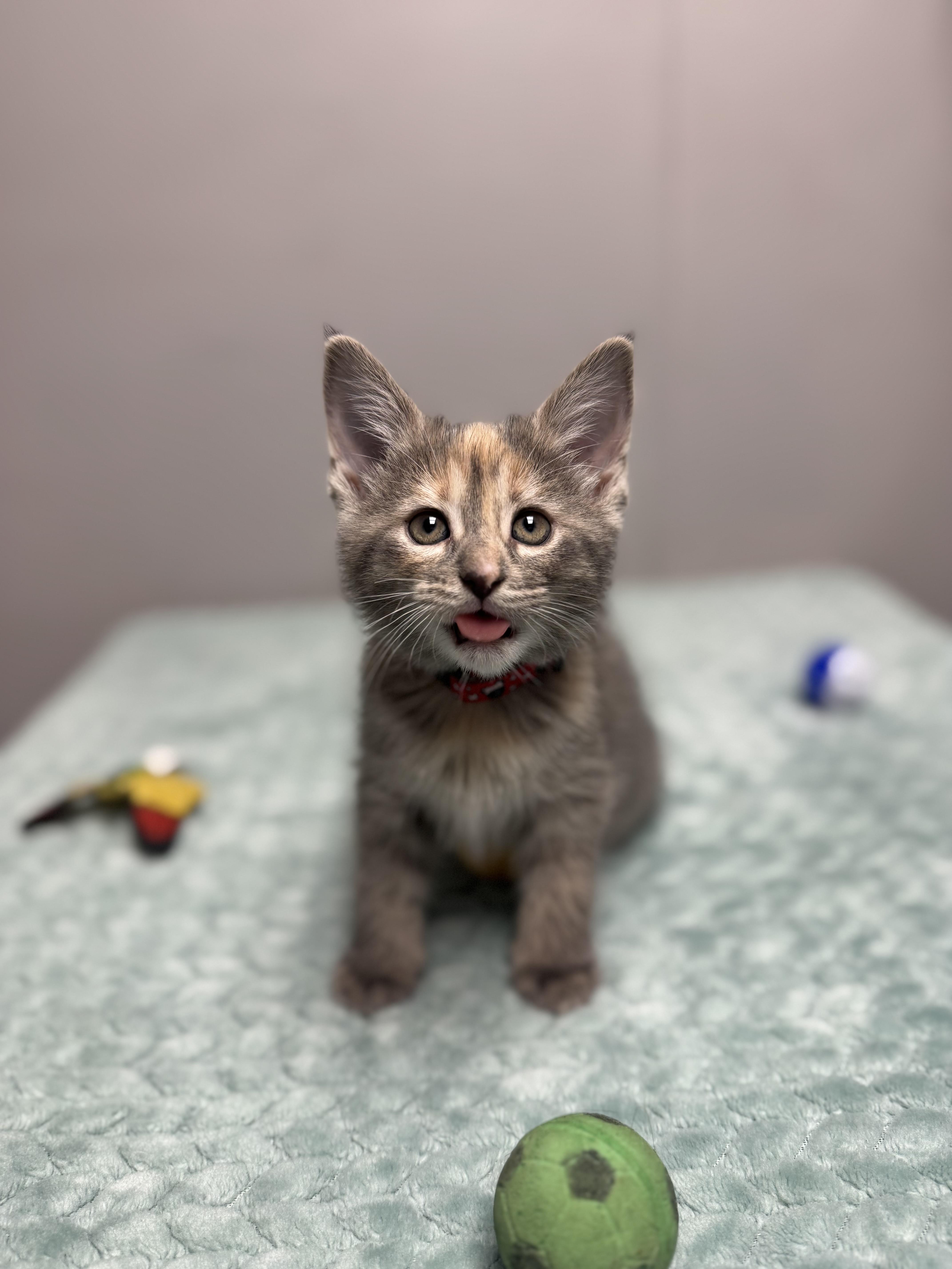 Mouse, a ADOPTABLE Domestic Short Hair in Walker, MI image 3/5