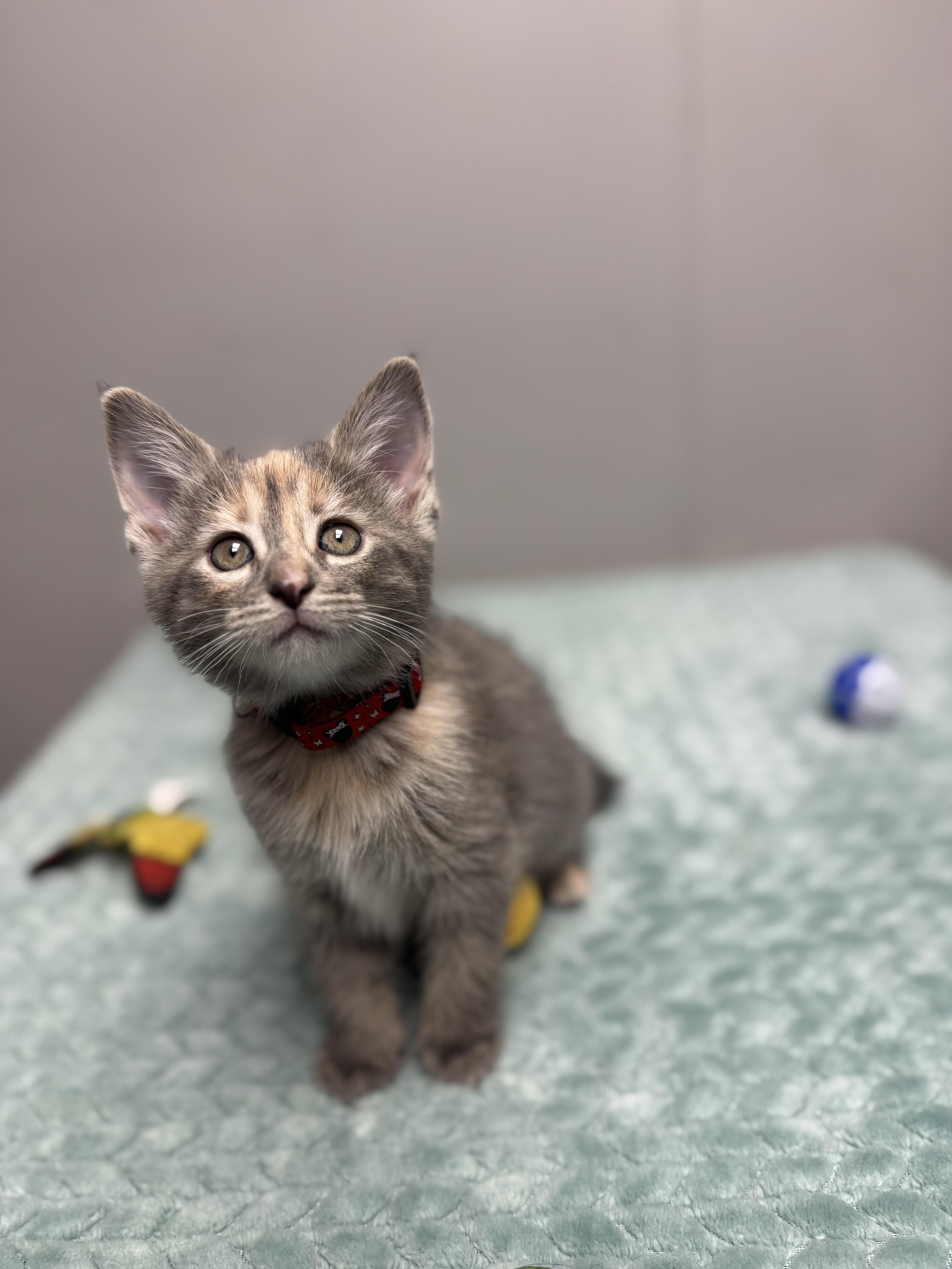 Mouse, a ADOPTABLE Domestic Short Hair in Walker, MI image 1/5