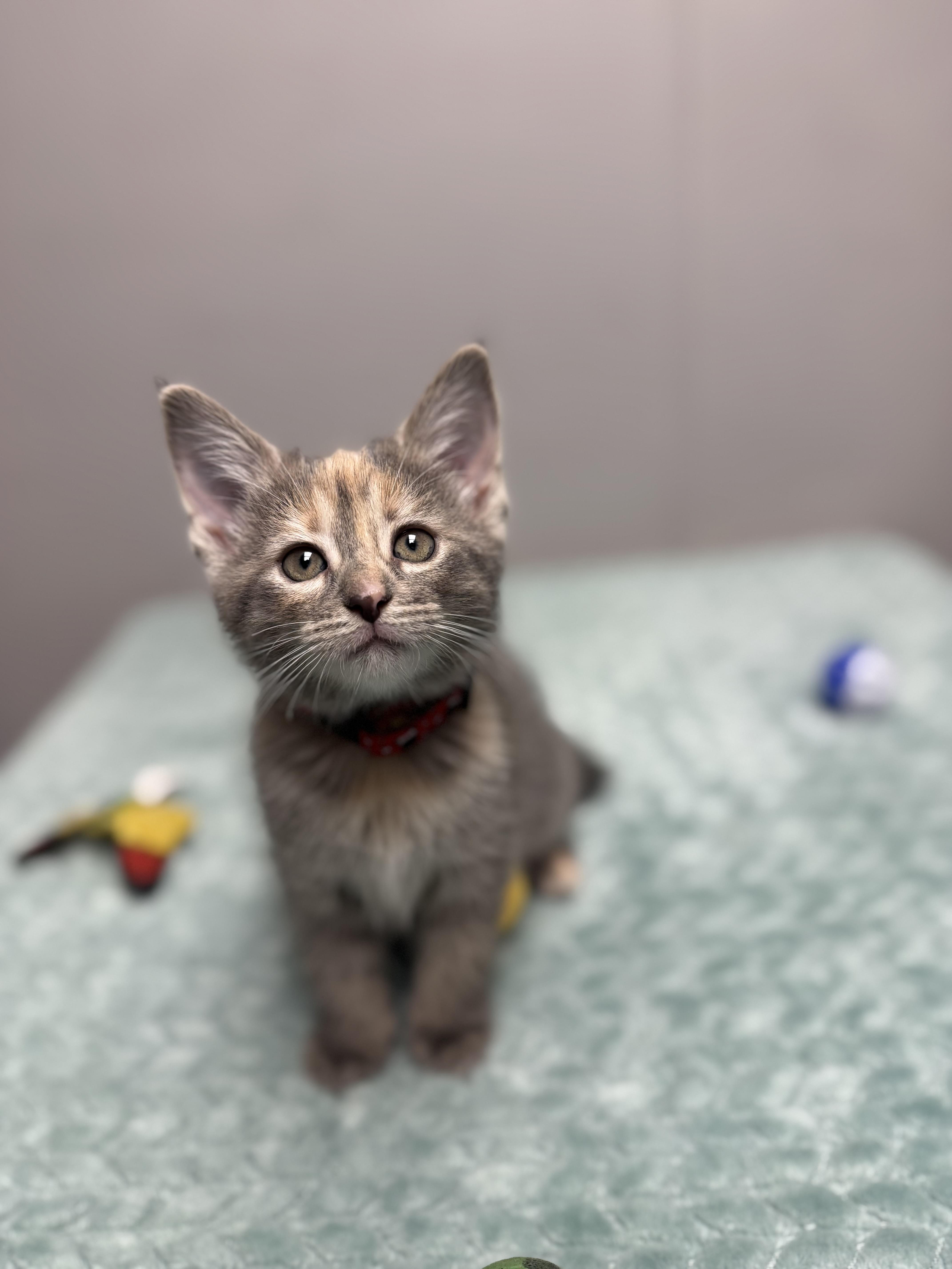 Mouse, a ADOPTABLE Domestic Short Hair in Walker, MI image 2/5