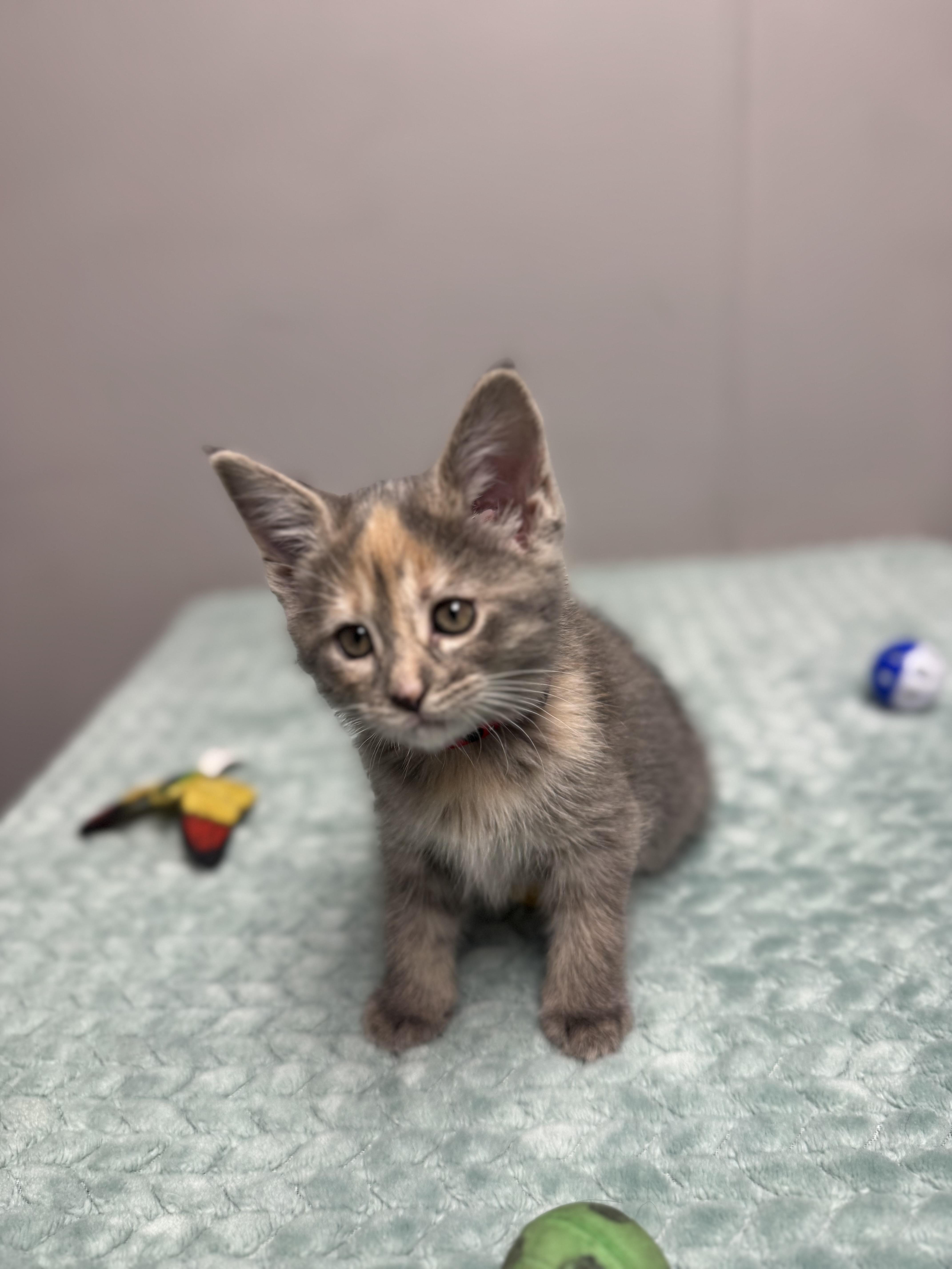 Mouse, a ADOPTABLE Domestic Short Hair in Walker, MI image 4/5