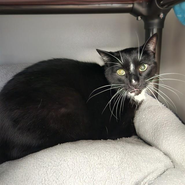 LACEY, Adoptable, Adult Male Domestic Short Hair.