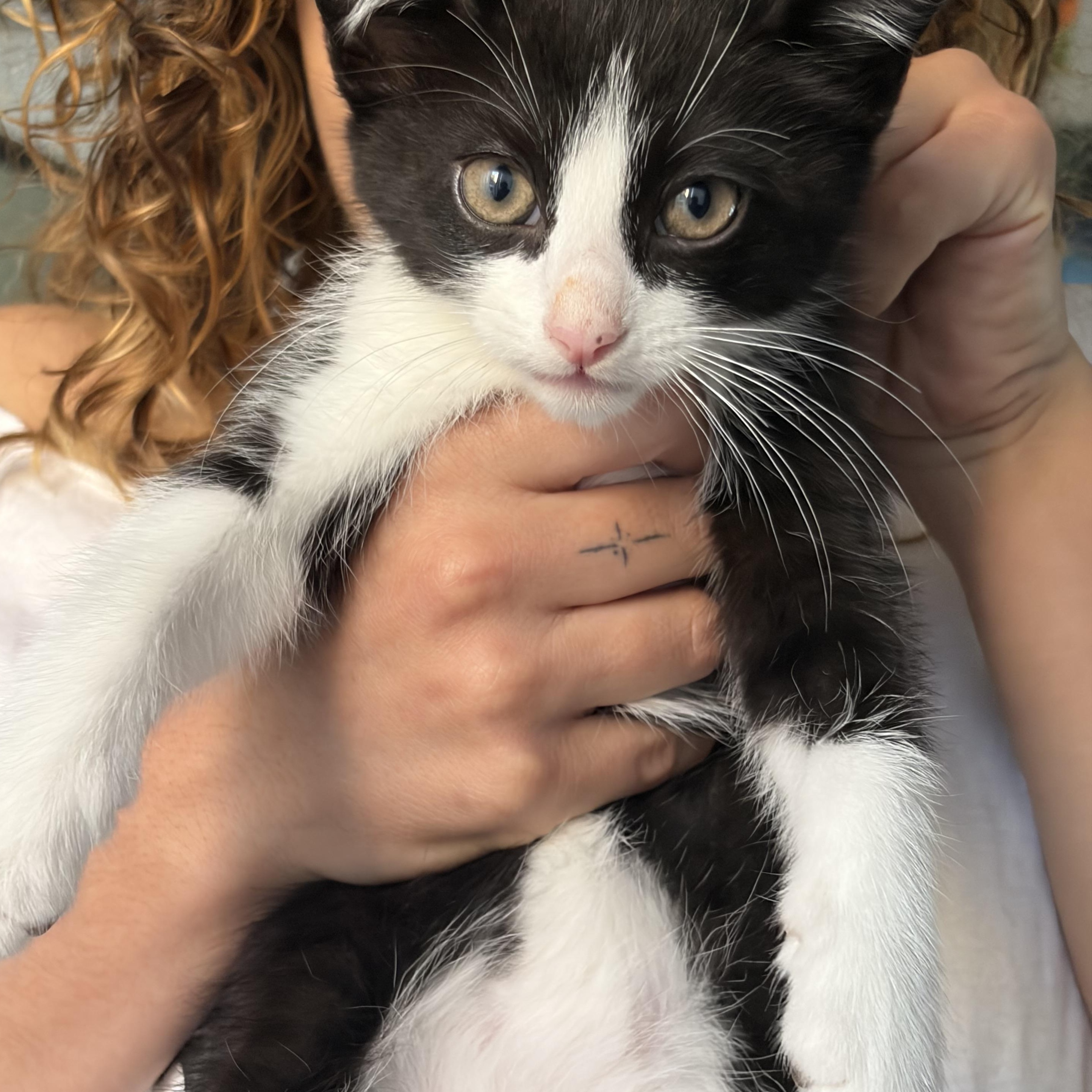 Loui (A141552), adopted, Kitten Male Tuxedo.